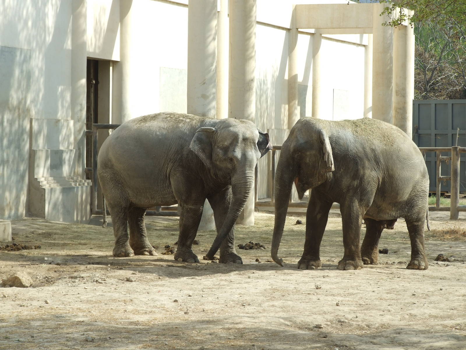 Asian elephant (Elephas maximus)