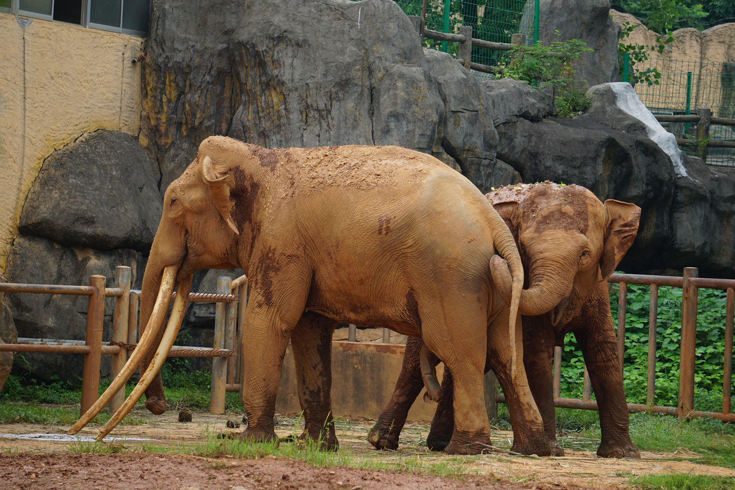 Asian elephant (Elephas maximus)