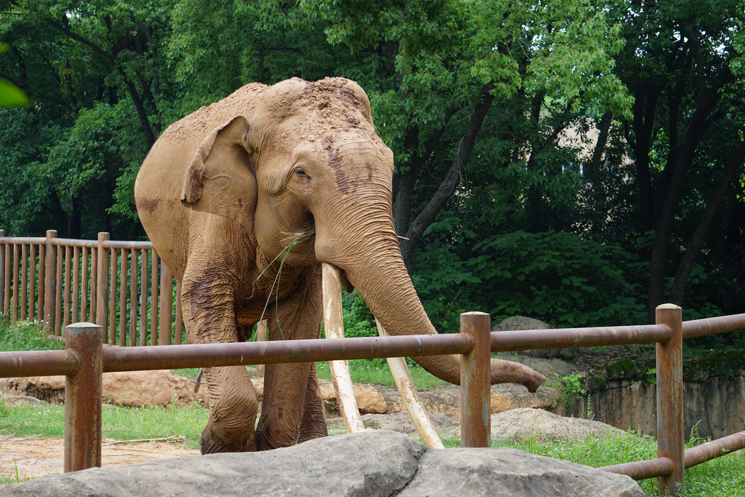 Asian elephant (Elephas maximus)