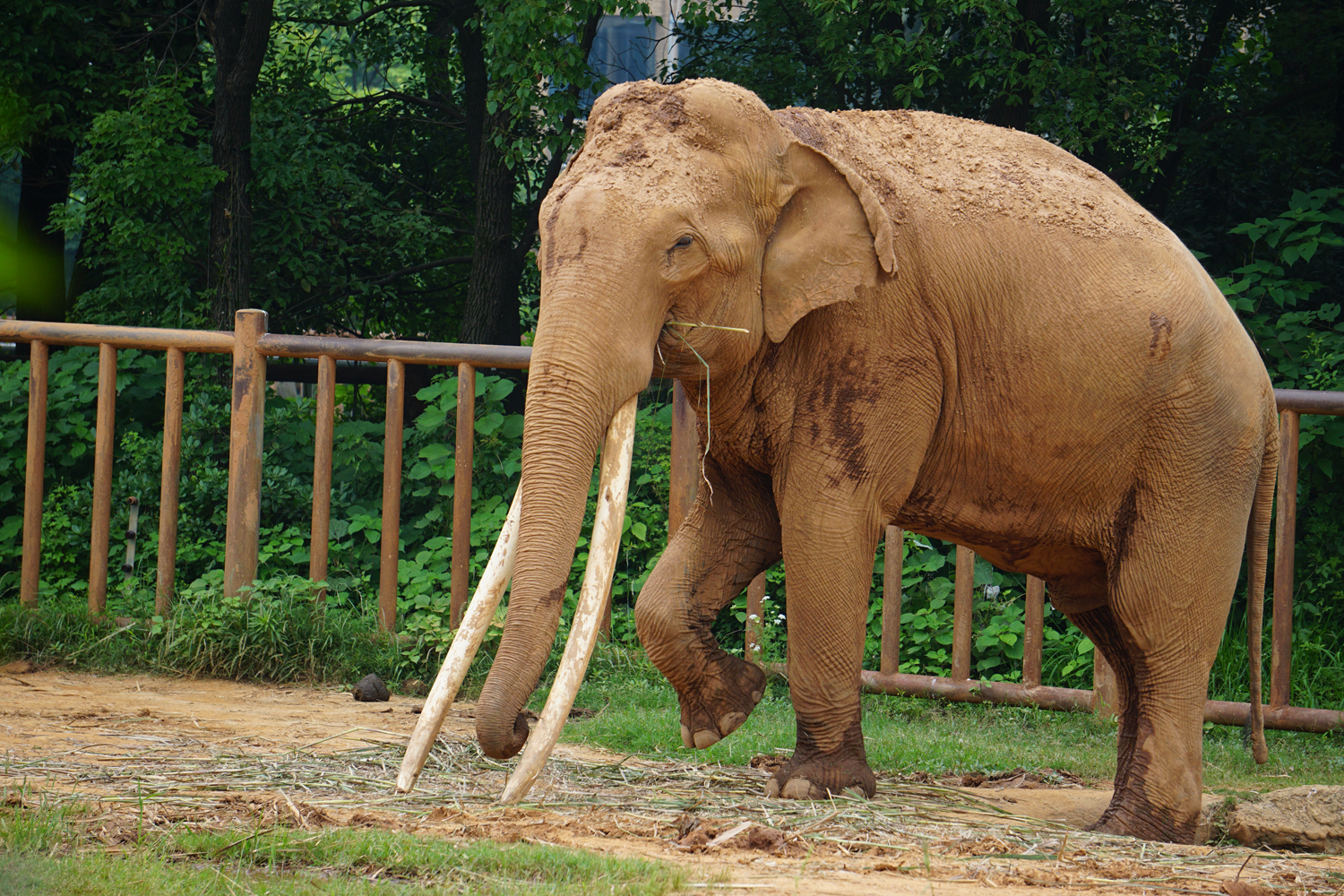 Asian elephant (Elephas maximus)