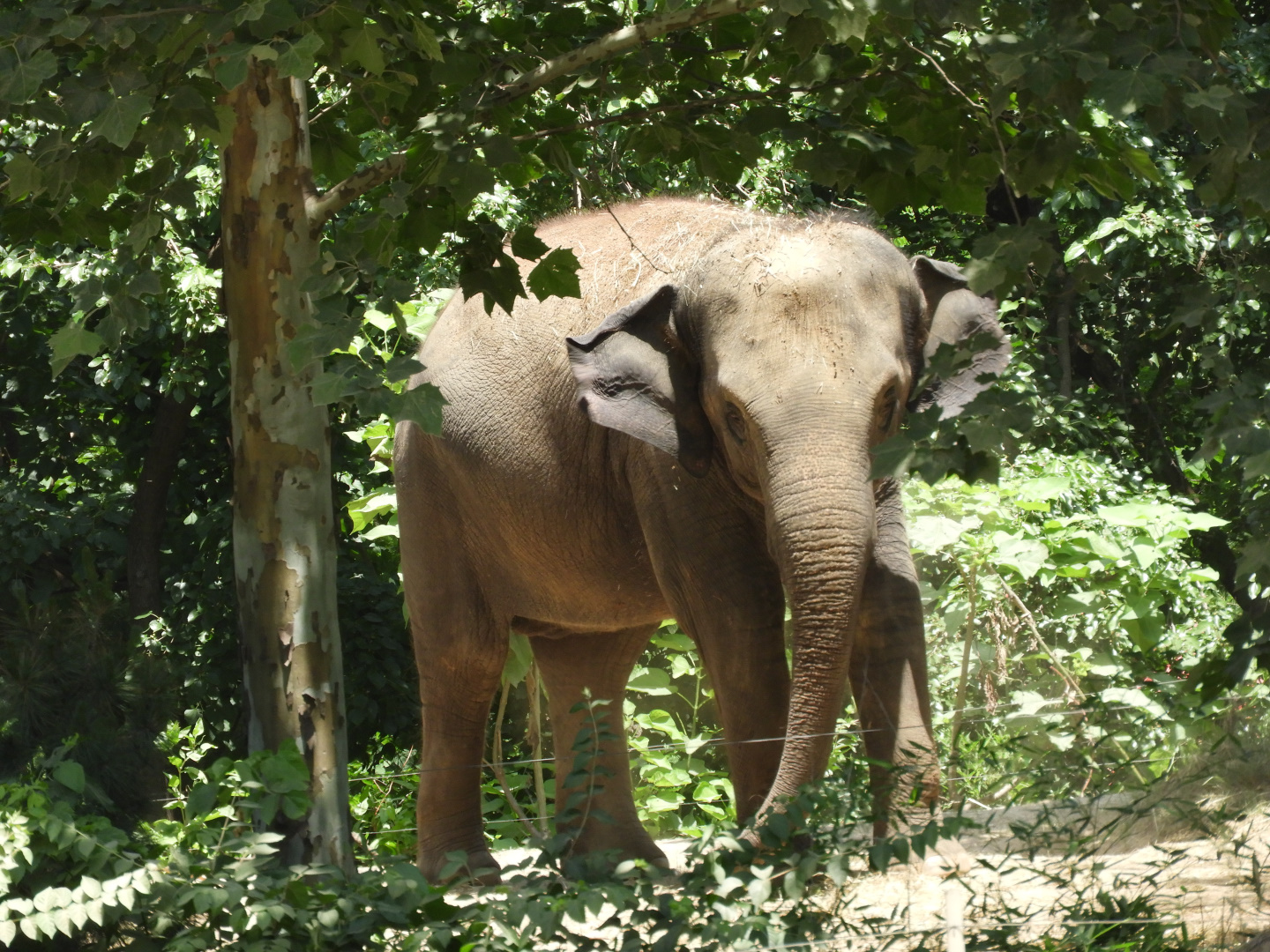 Asian Elephant (Elephas maximus)