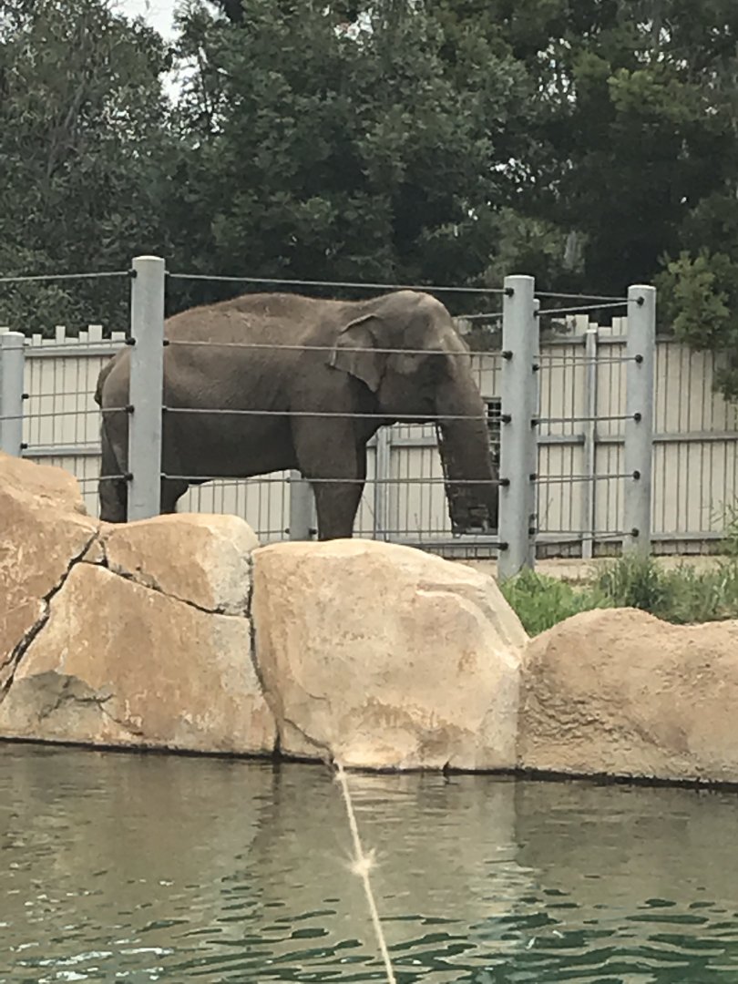 Asian elephant (Elephas maximus)
