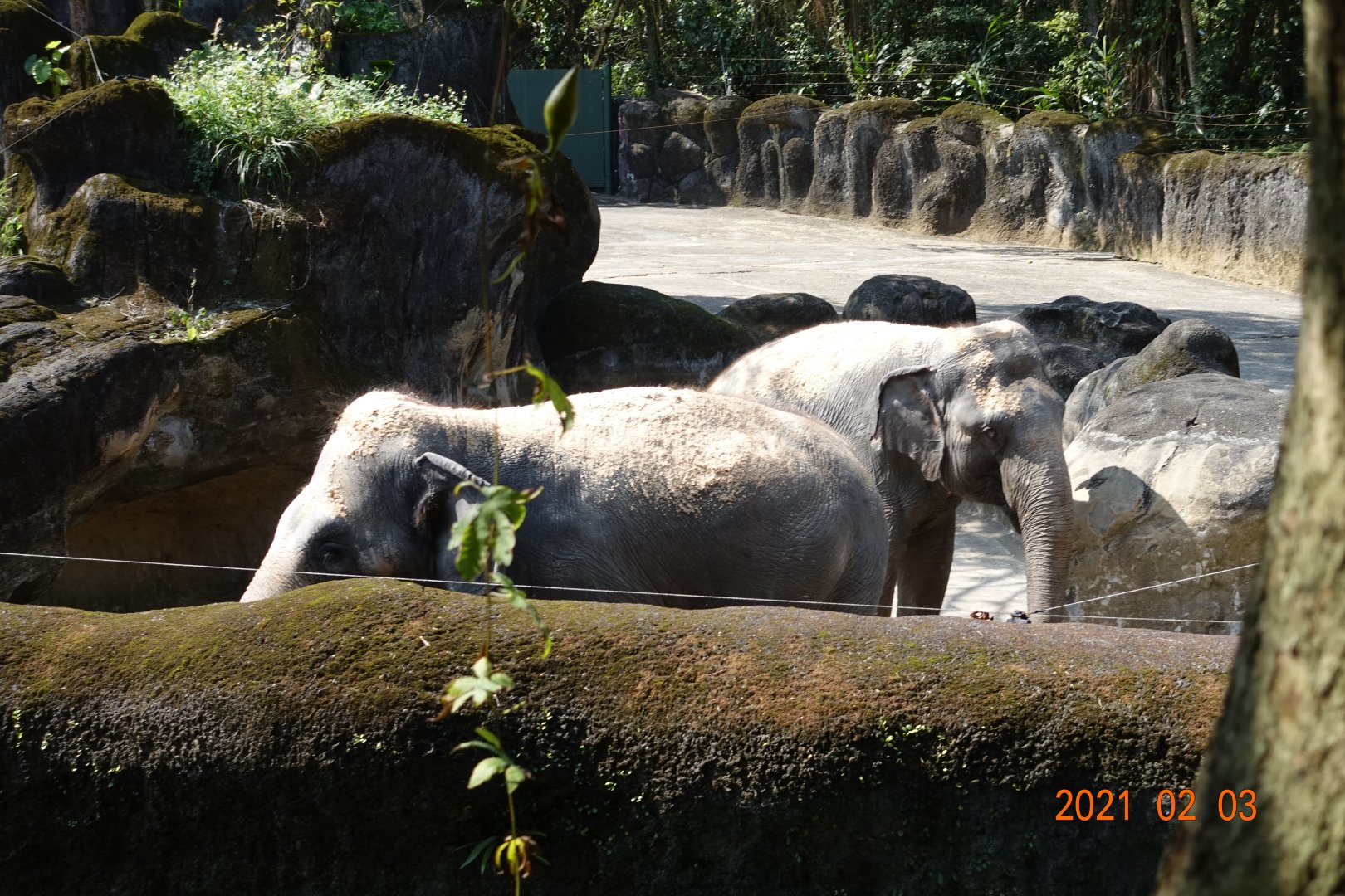 Asian Elephant (Elephas maximus)