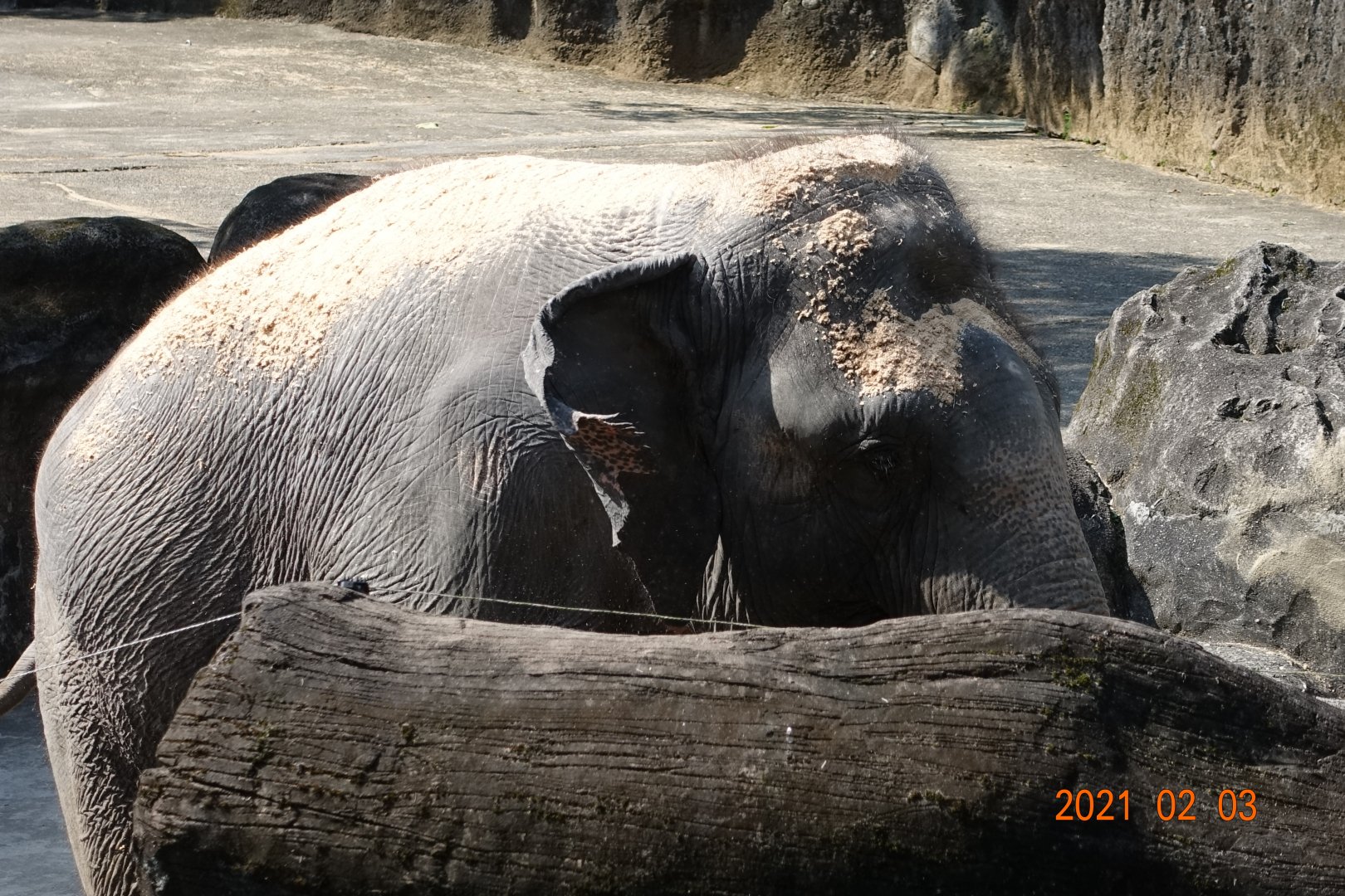 Asian Elephant (Elephas maximus)