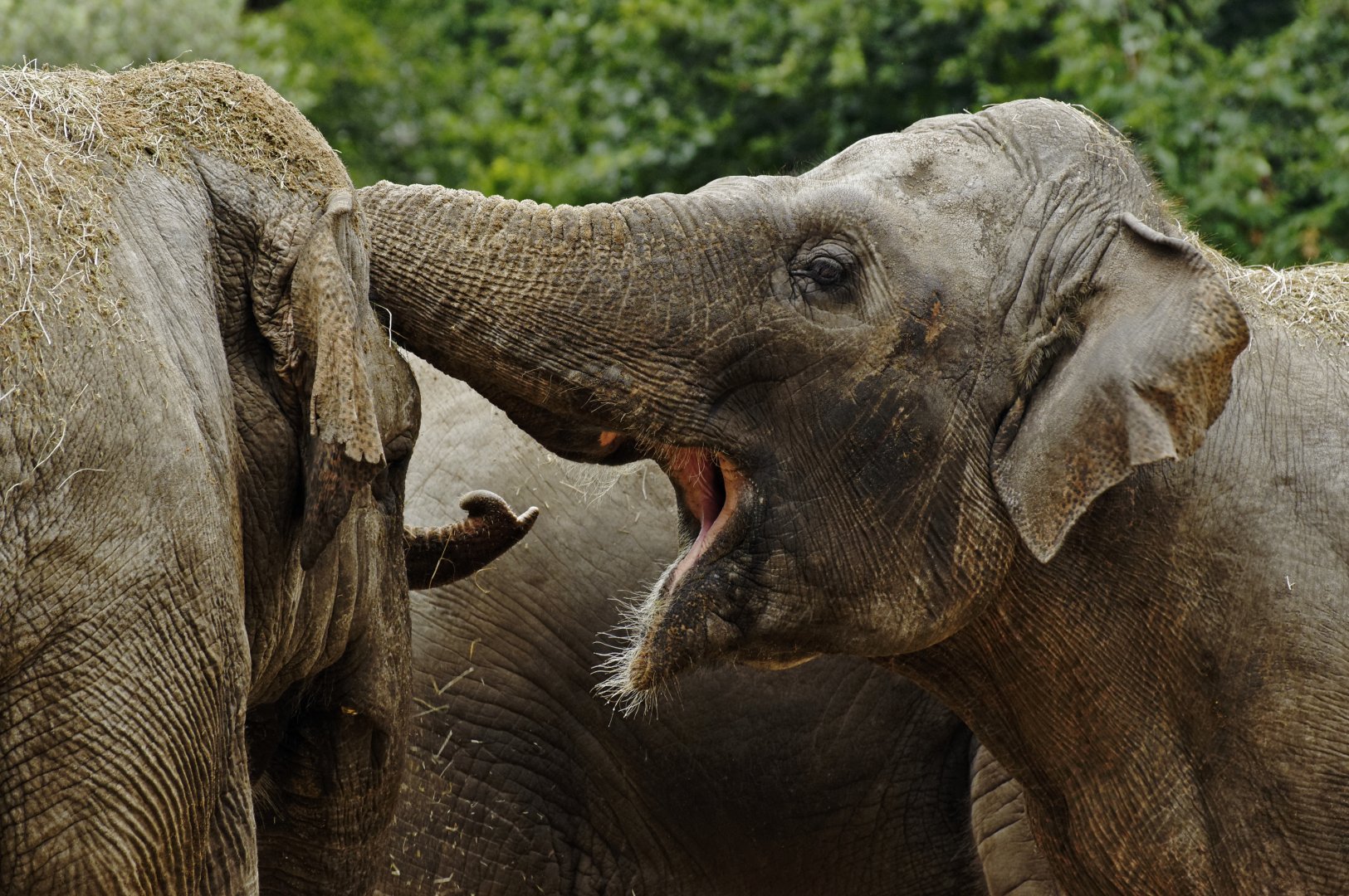 Asian elephant (Elephas maximus)