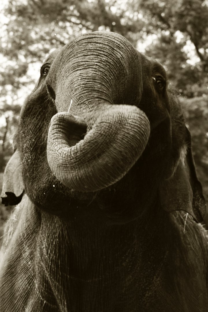 Asian elephant (Elephas maximus)