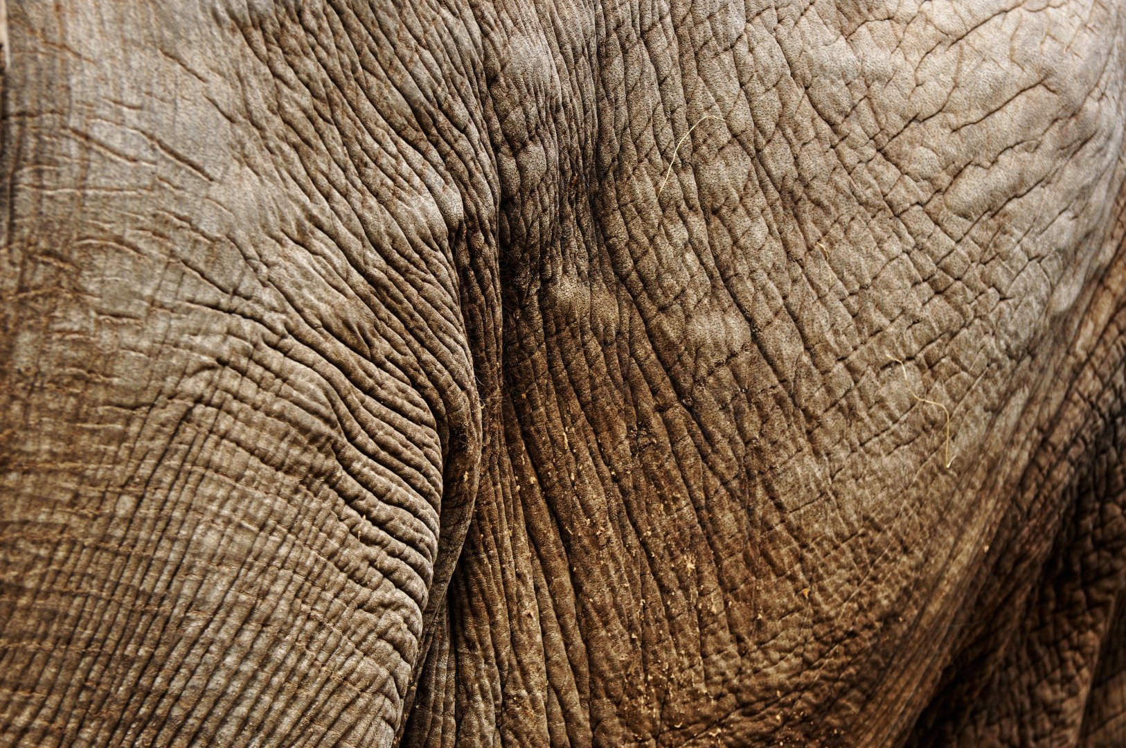 Asian elephant (Elephas maximus)