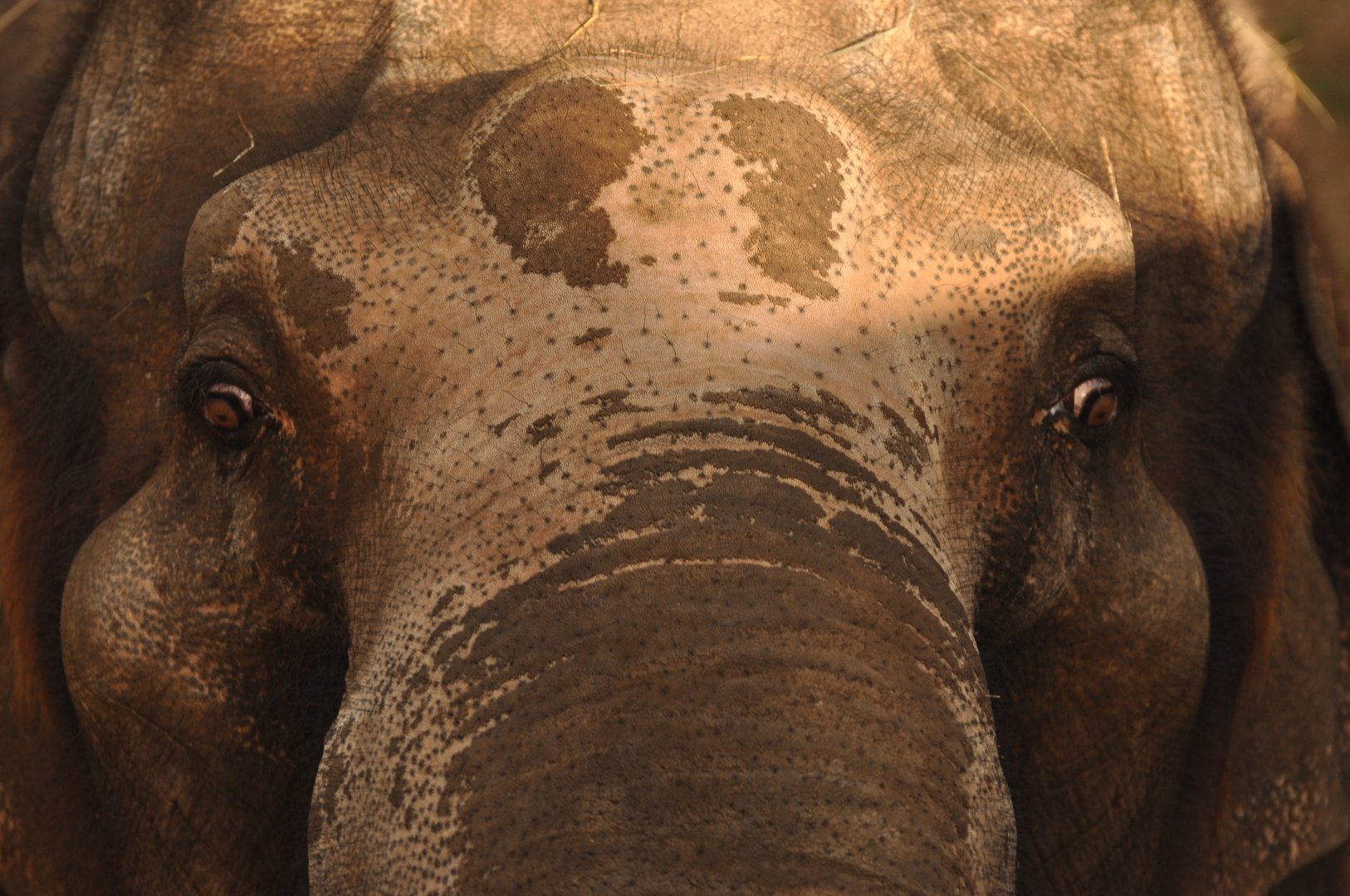 Asian elephant (Elephas maximus)