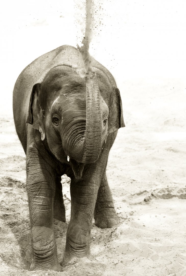 Asian elephant (Elephas maximus)