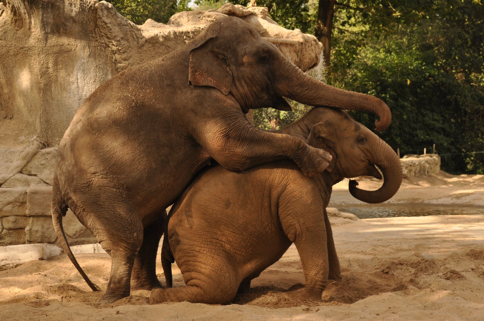 Asian elephant (Elephas maximus)