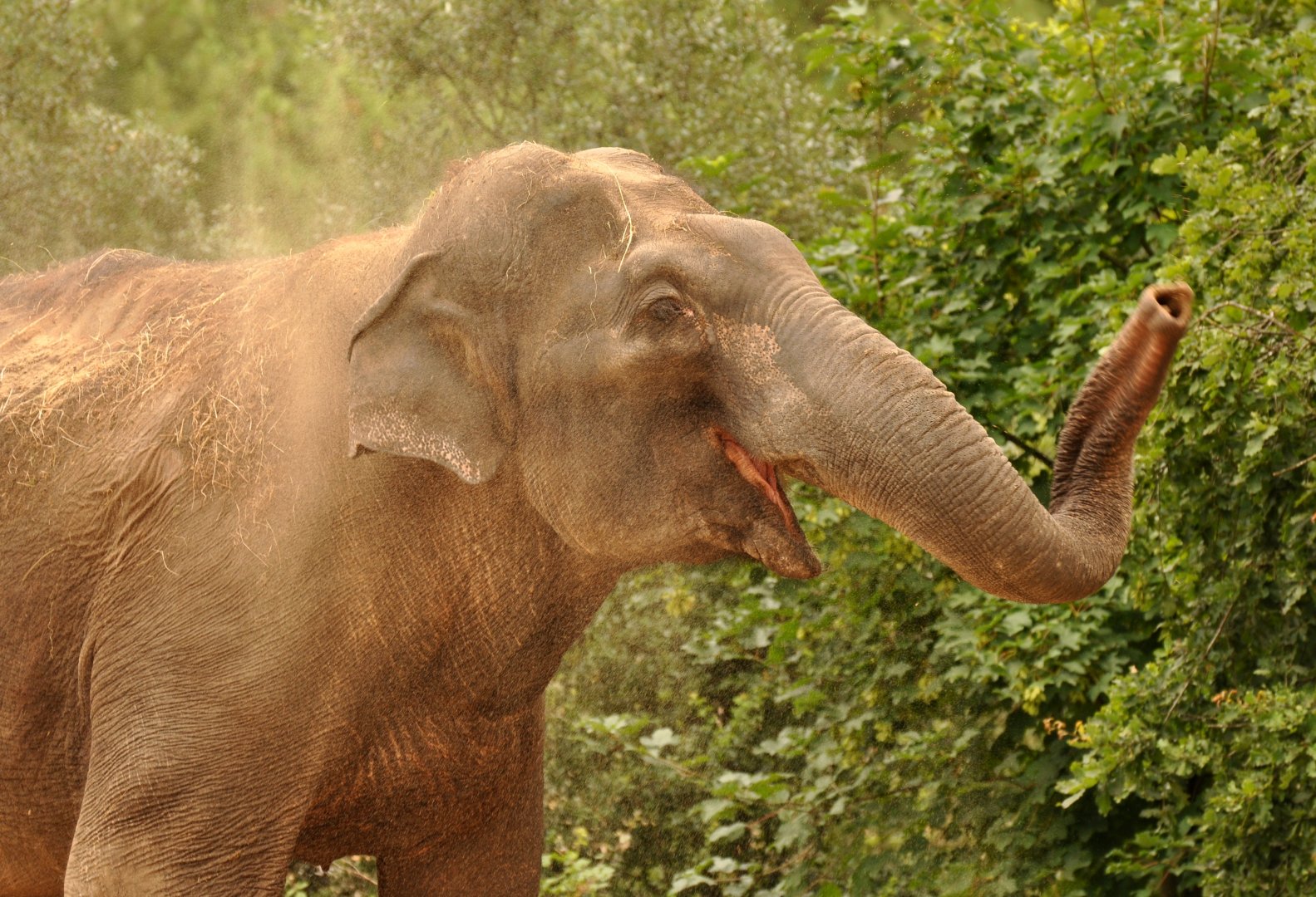 Asian elephant (Elephas maximus)