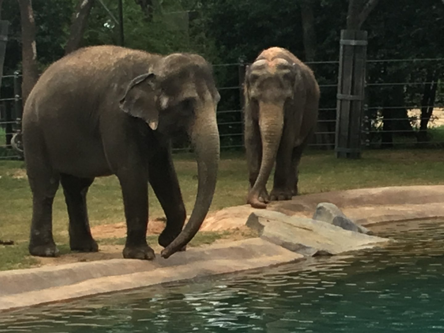 Asian Elephant (Elephas maximus)