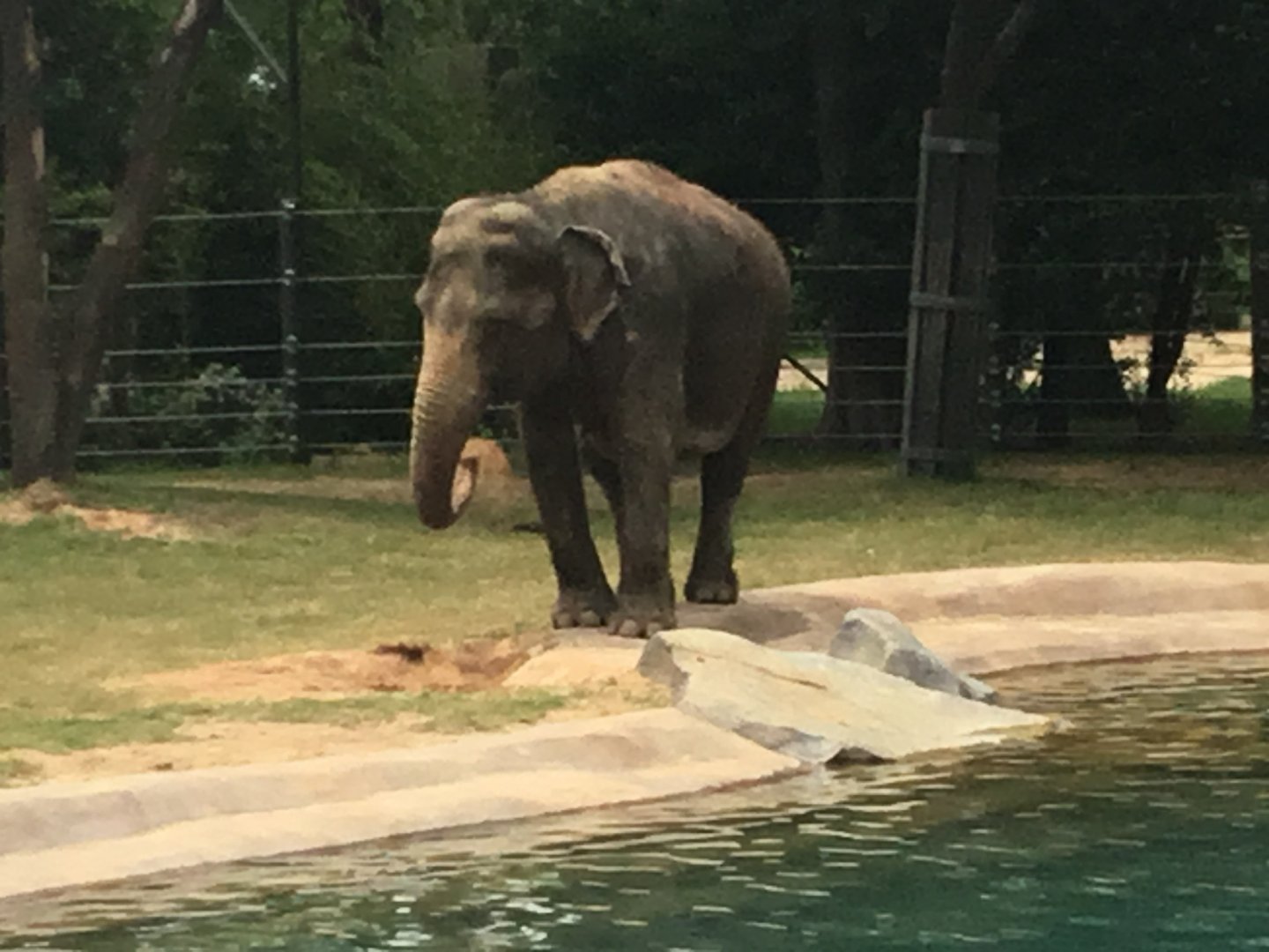 Asian Elephant (Elephas maximus)
