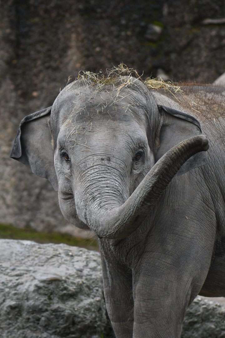 Asian elephant (Elephas maximus)