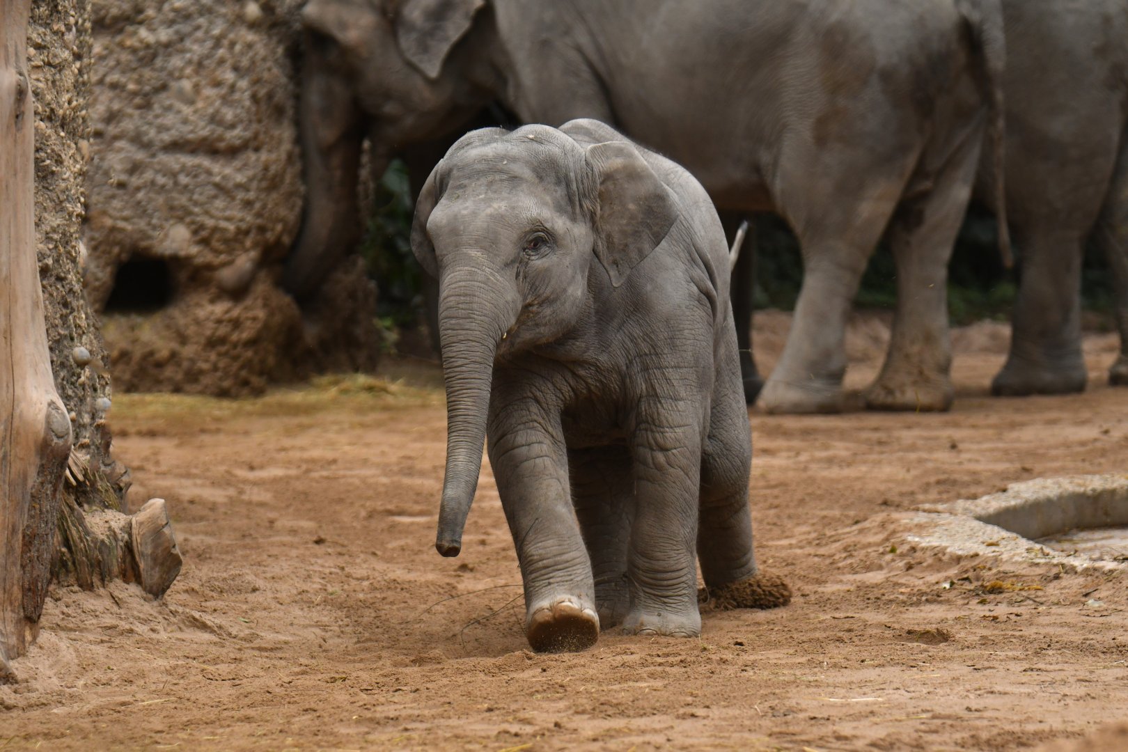 Asian elephant (Elephas maximus)