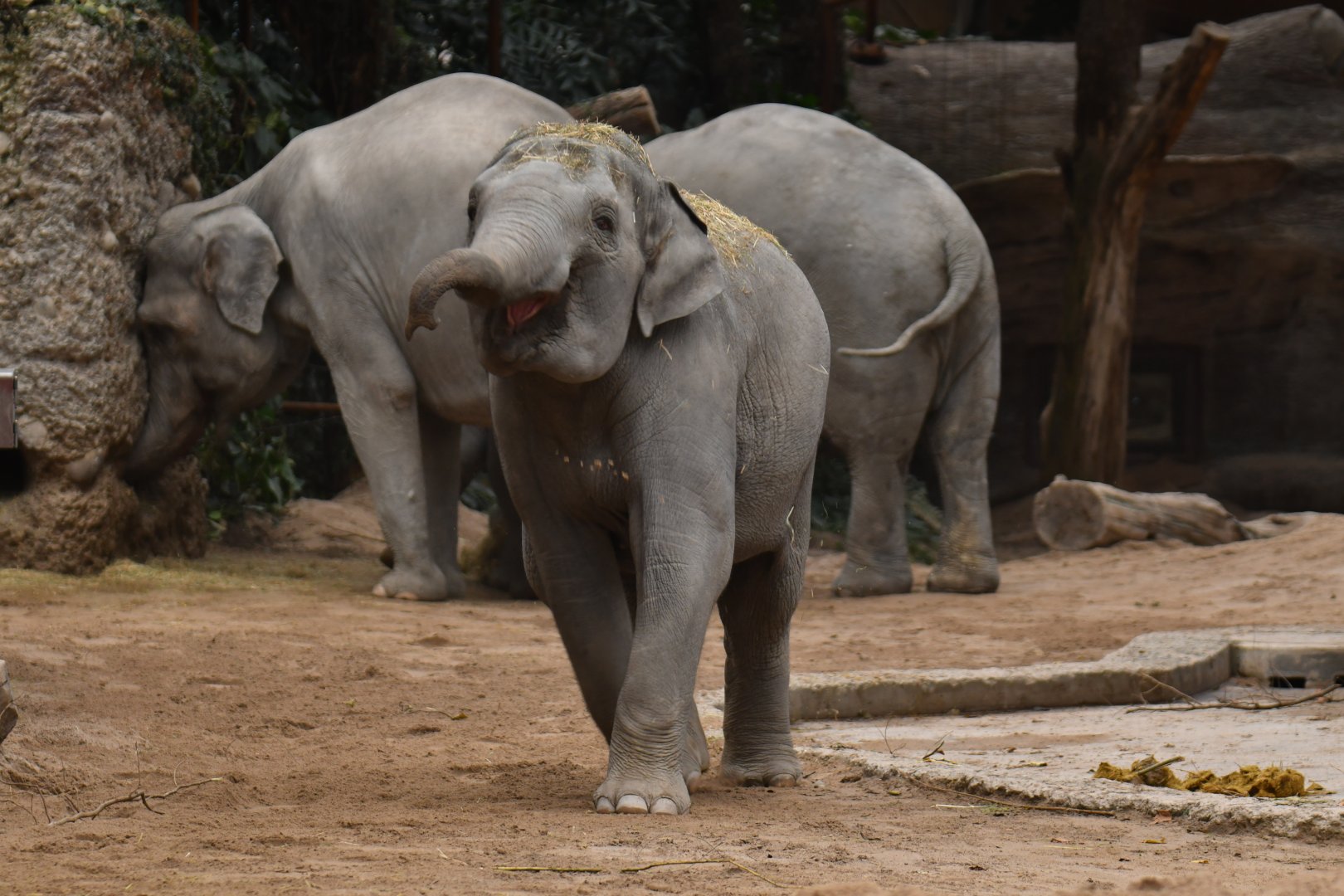 Asian elephant (Elephas maximus)