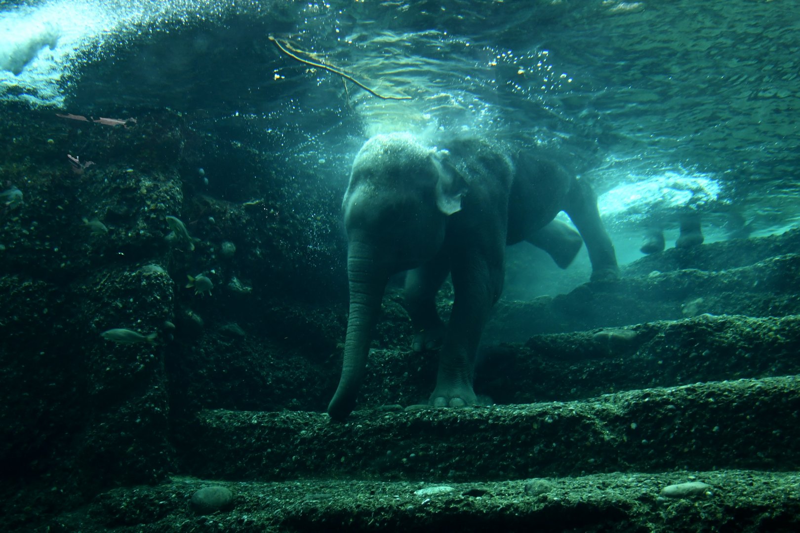 Asian elephant (Elephas maximus)