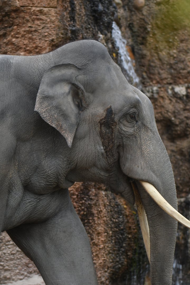 Asian elephant (Elephas maximus)