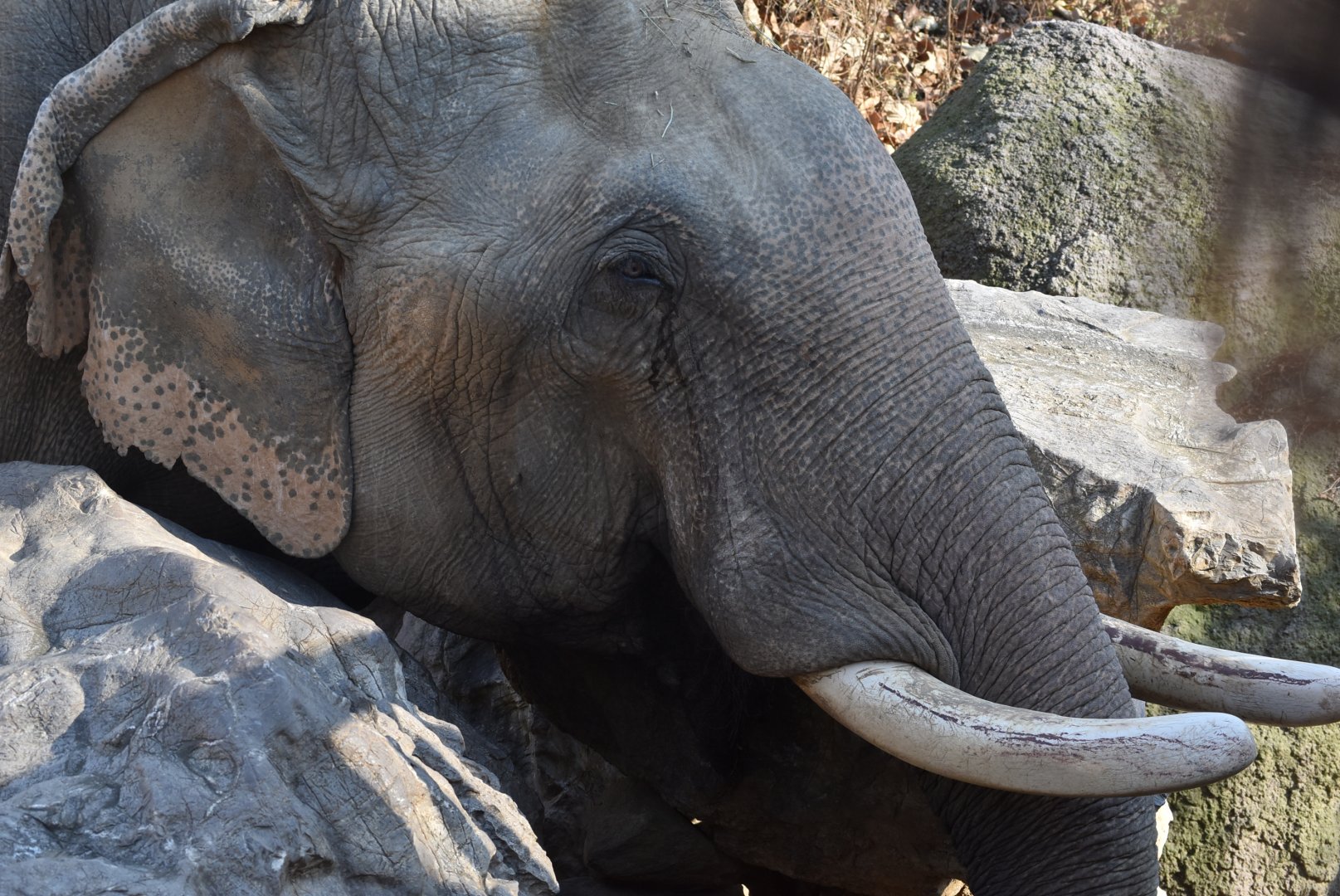 Asian elephant (Elephas maximus)