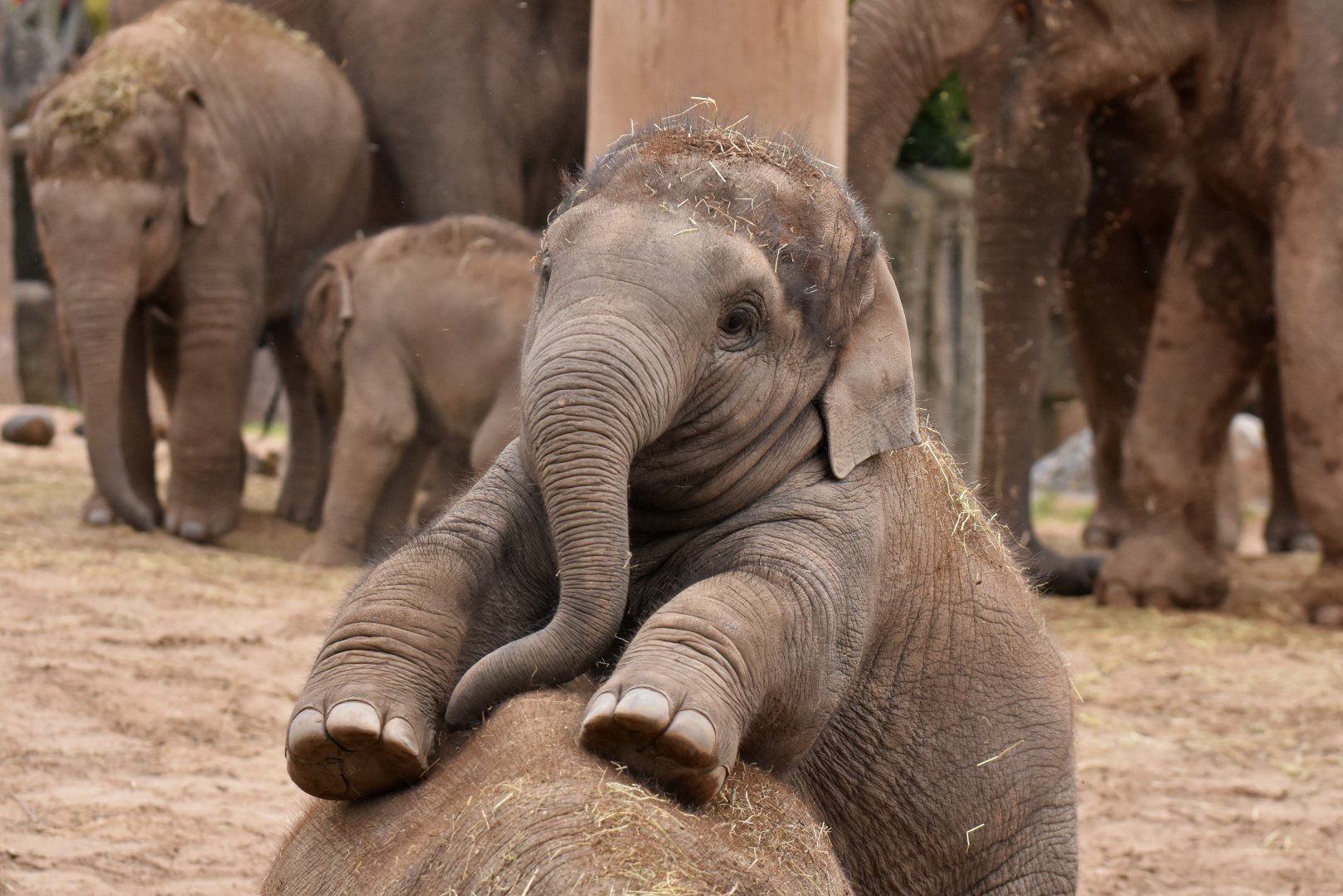 Asian elephant (Elephas maximus)