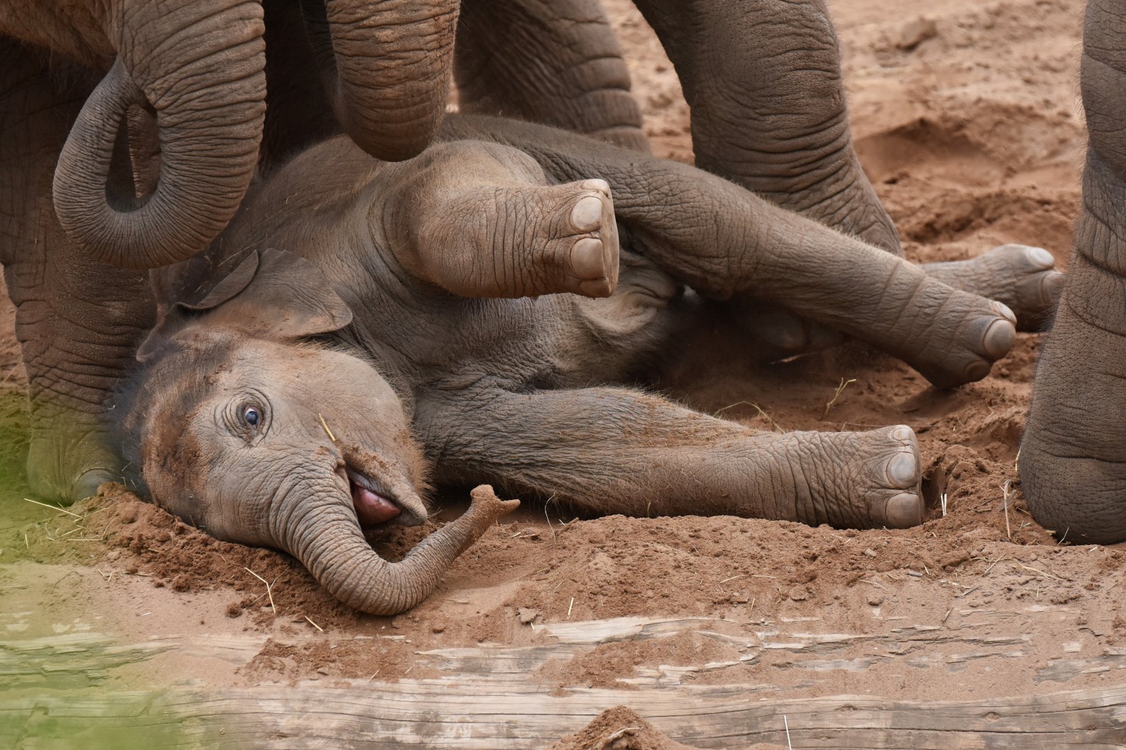 Asian elephant (Elephas maximus)