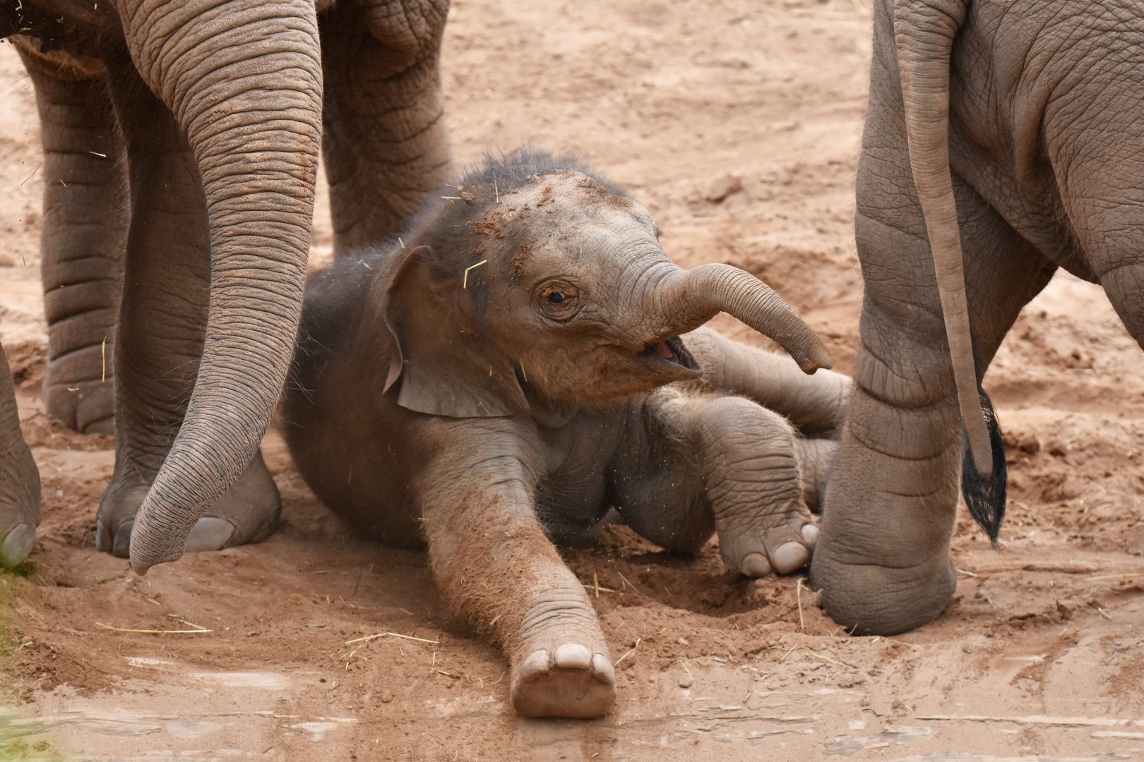 Asian elephant (Elephas maximus)
