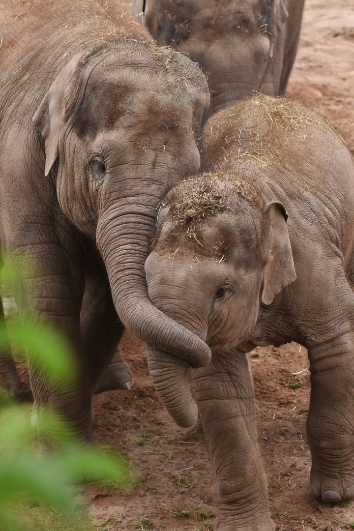 Asian elephant (Elephas maximus)