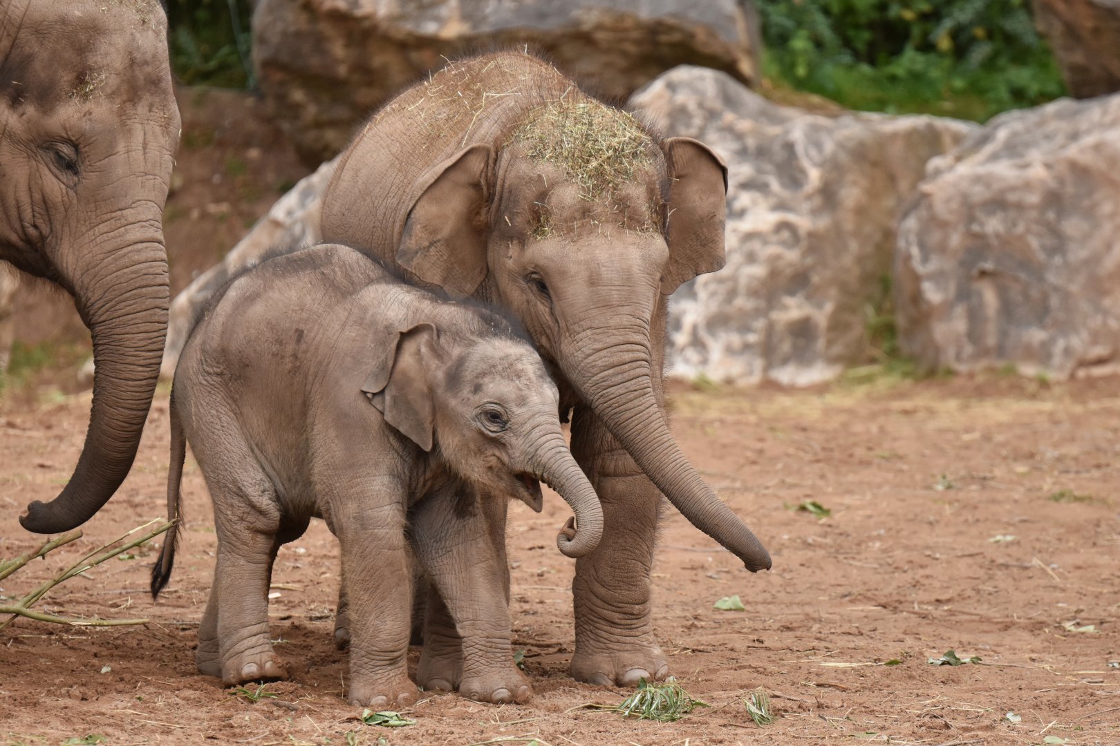 Asian elephant (Elephas maximus)