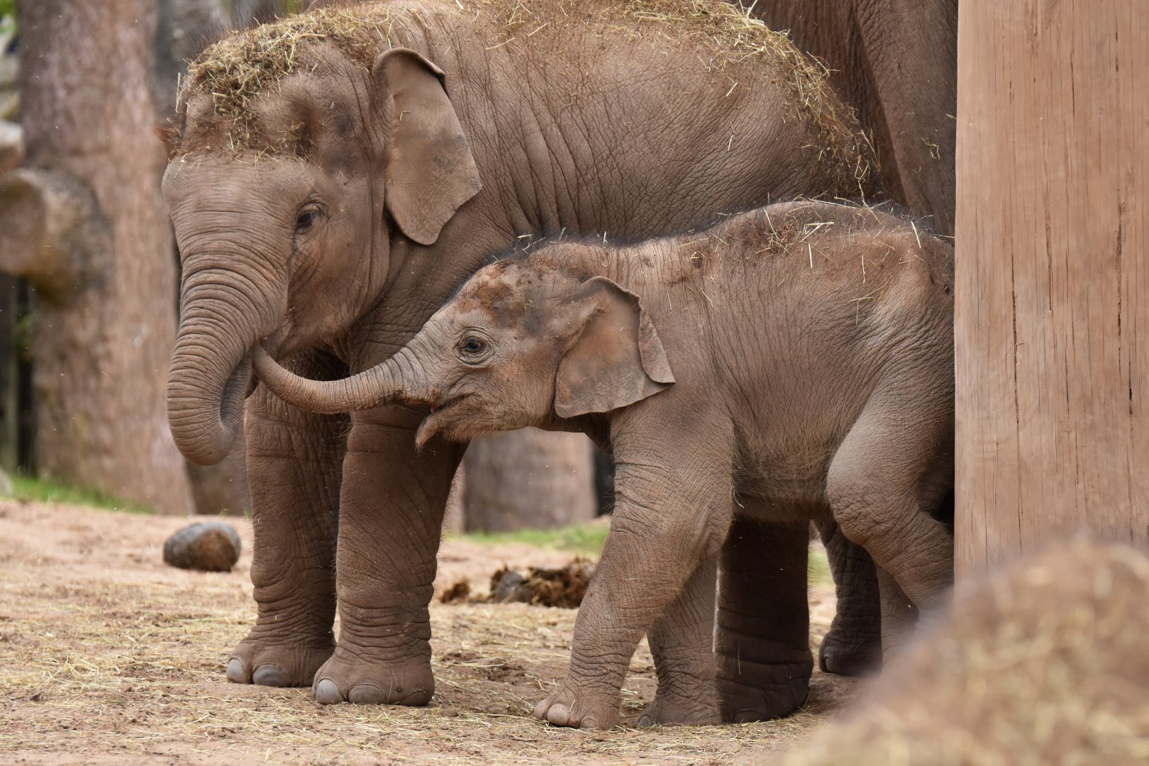 Asian elephant (Elephas maximus)