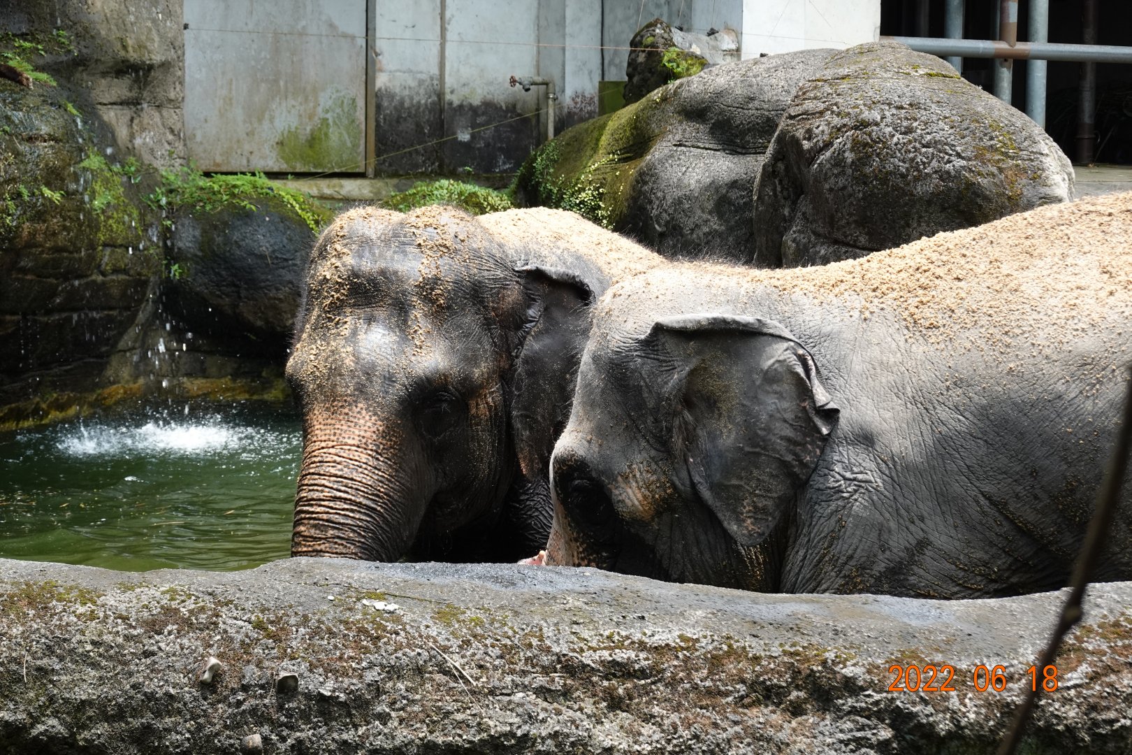 Asian Elephant (Elephas maximus)