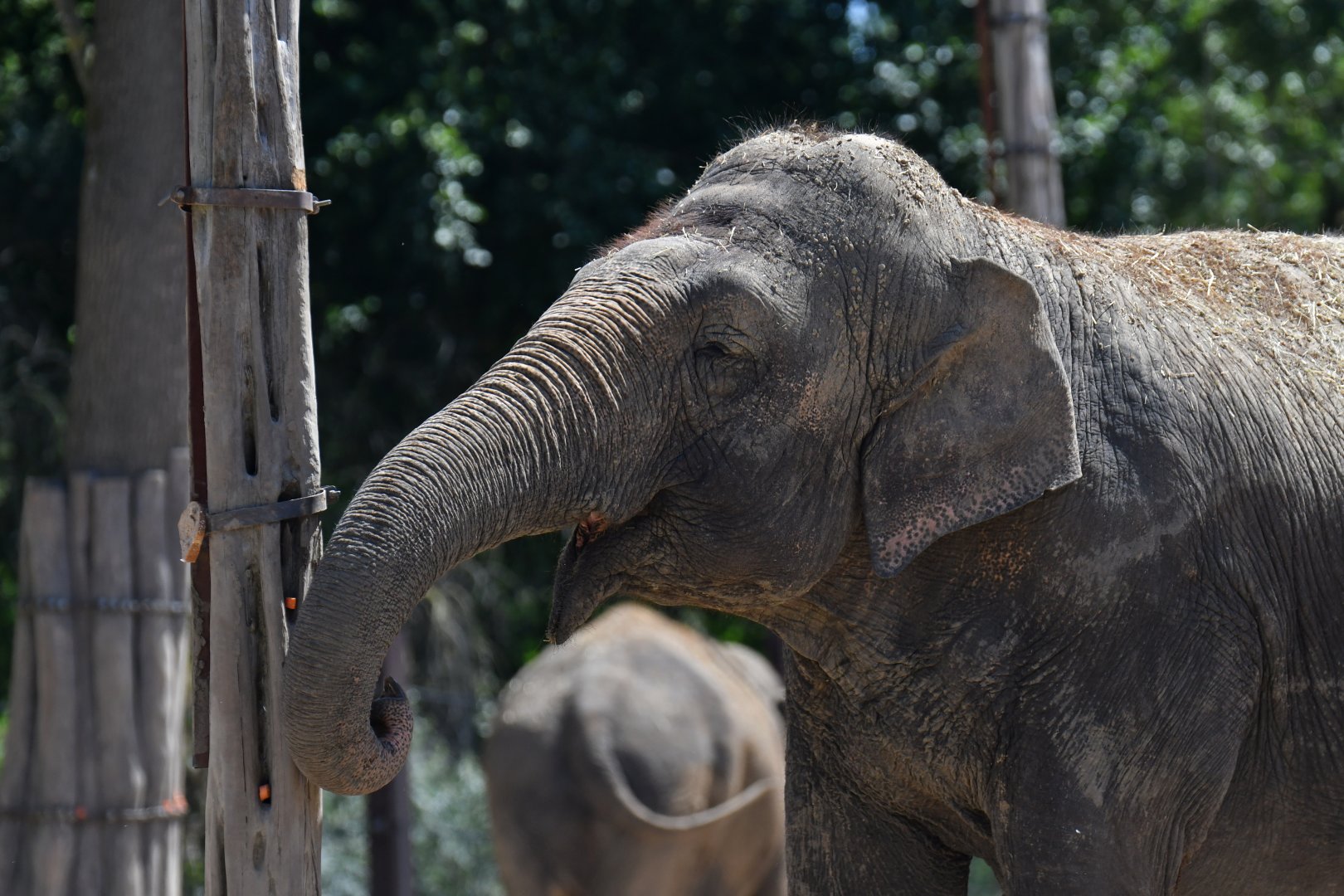 Asian elephant (Elephas maximus)