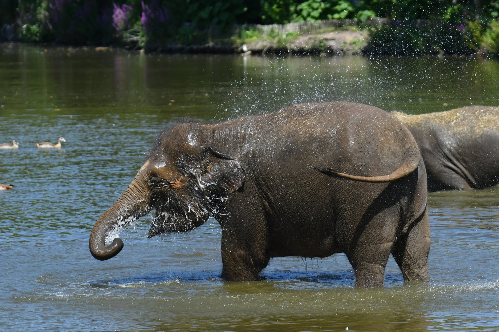Asian elephant (Elephas maximus)