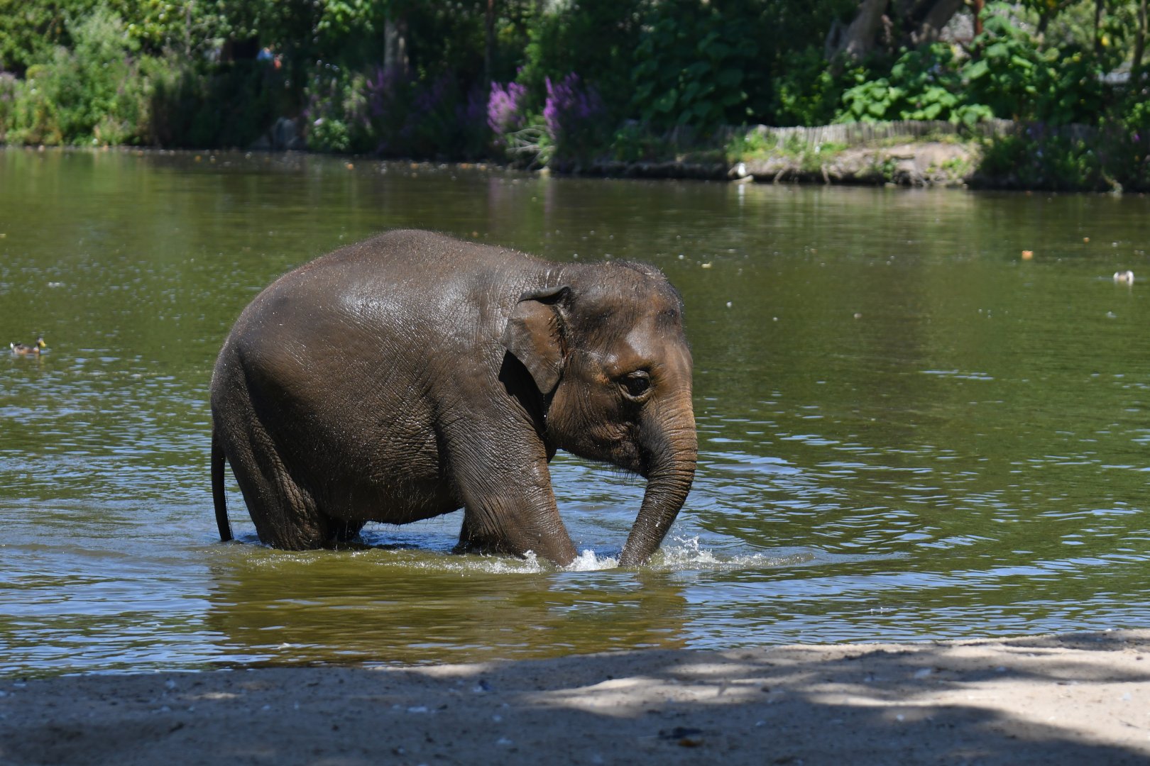Asian elephant (Elephas maximus)