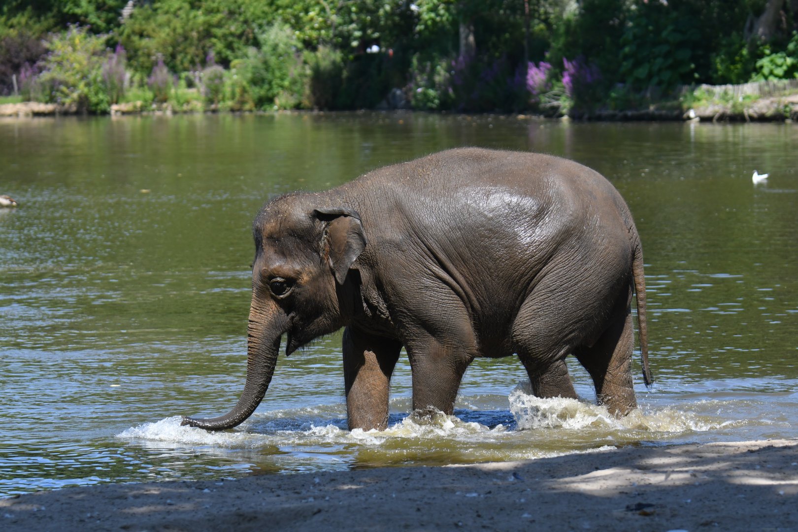 Asian elephant (Elephas maximus)