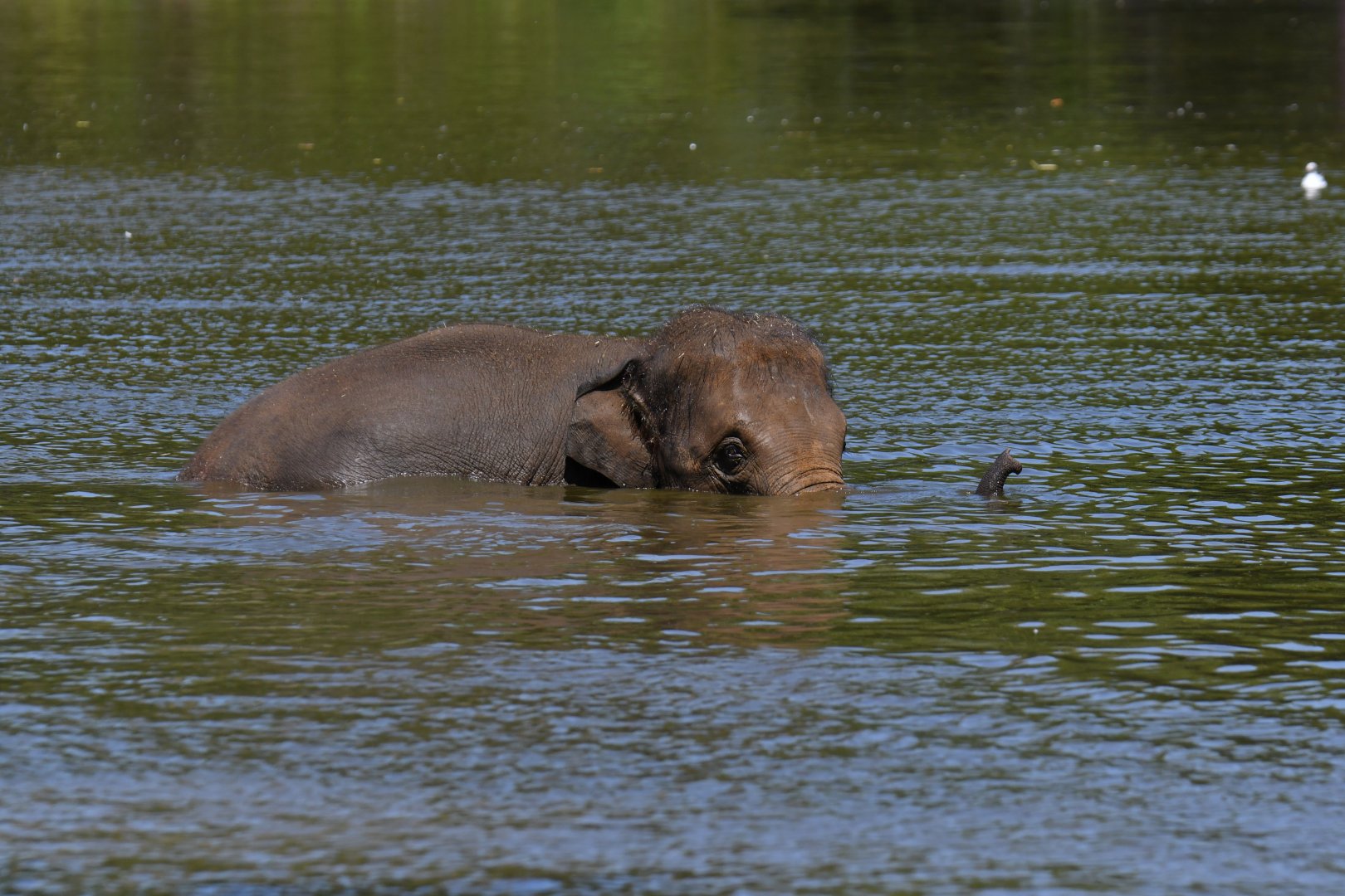 Asian elephant (Elephas maximus)