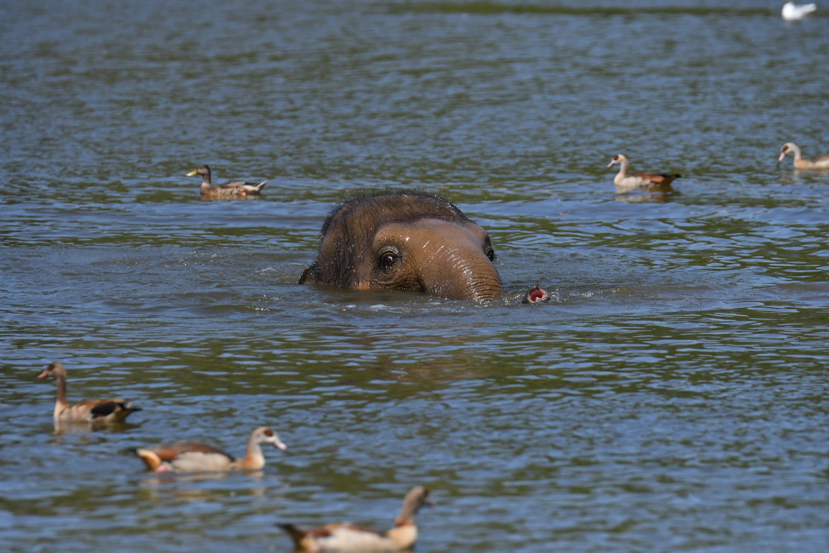 Asian elephant (Elephas maximus)