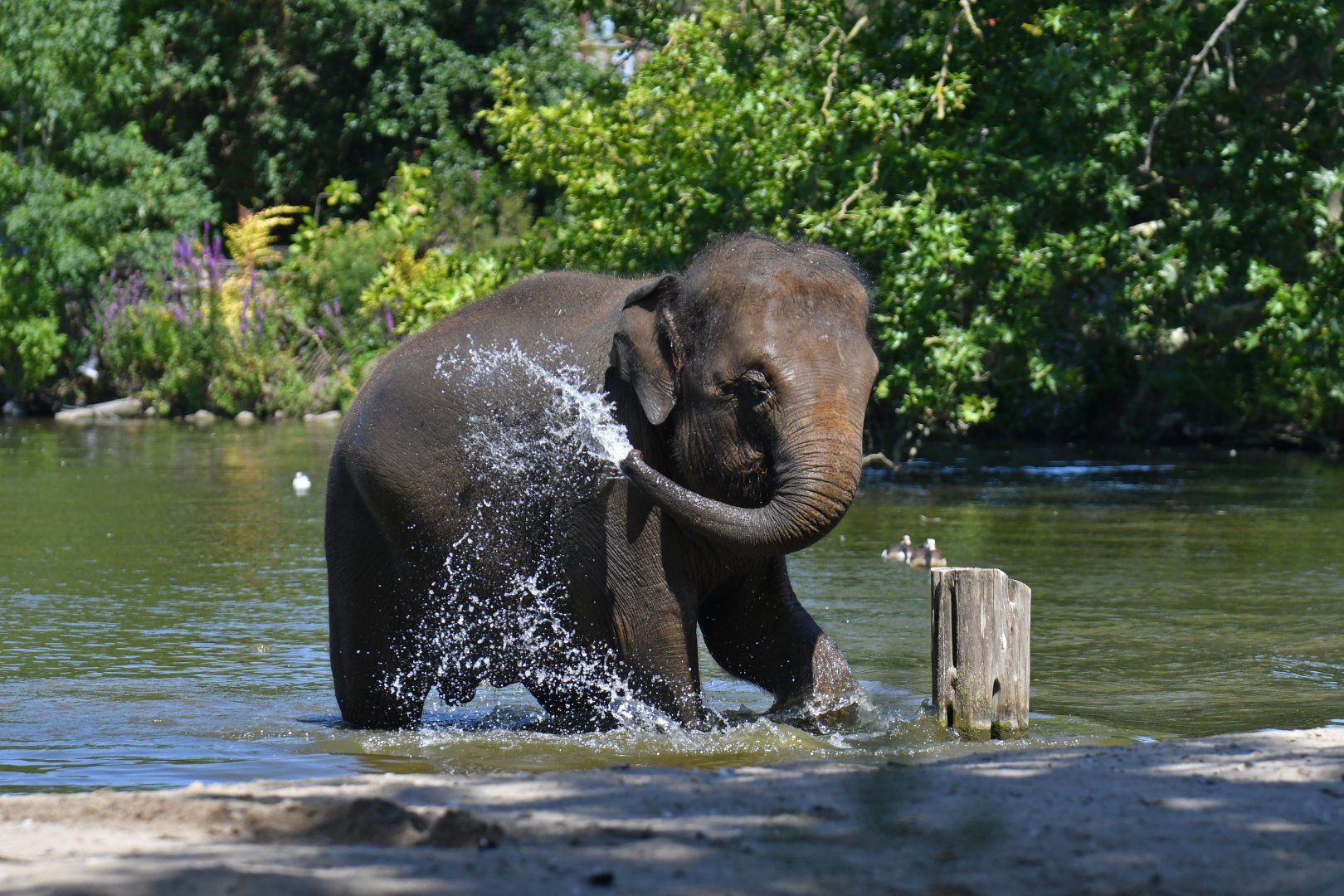 Asian elephant (Elephas maximus)