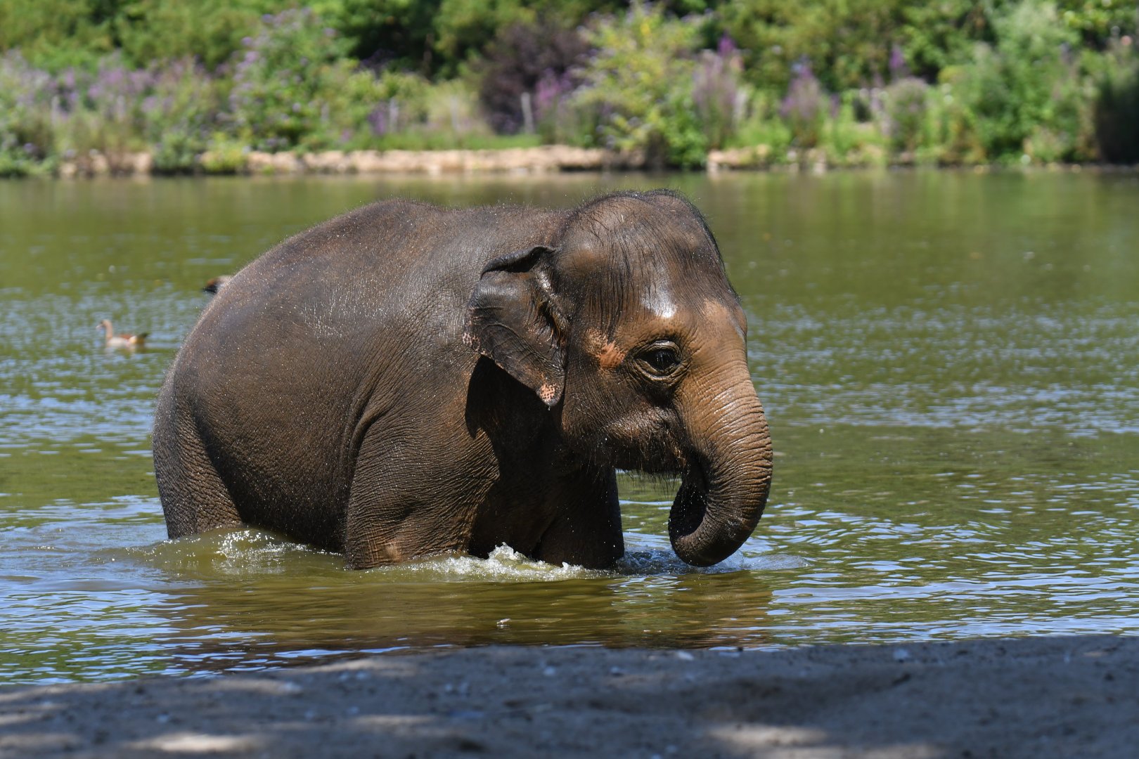 Asian elephant (Elephas maximus)