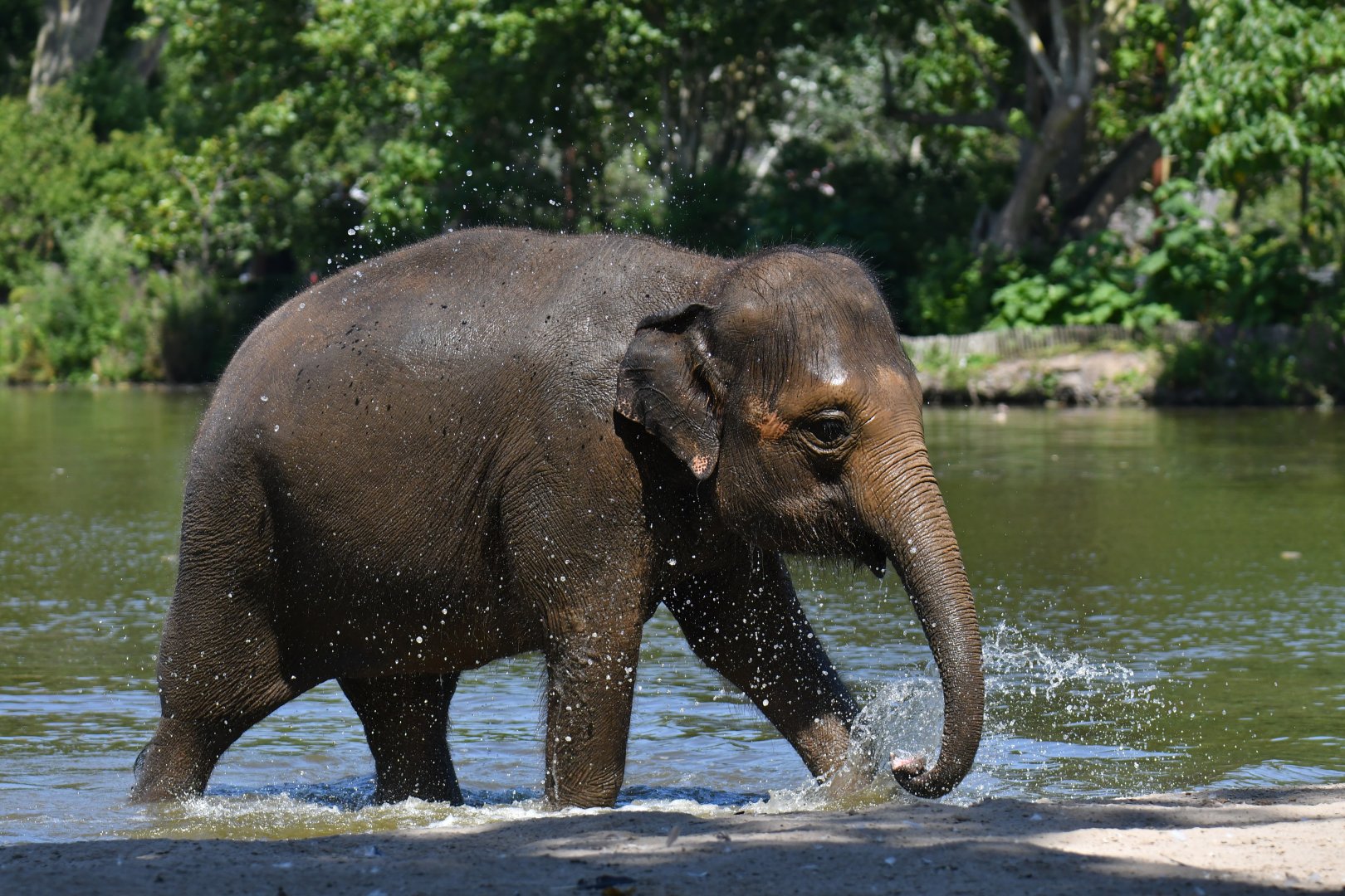 Asian elephant (Elephas maximus)