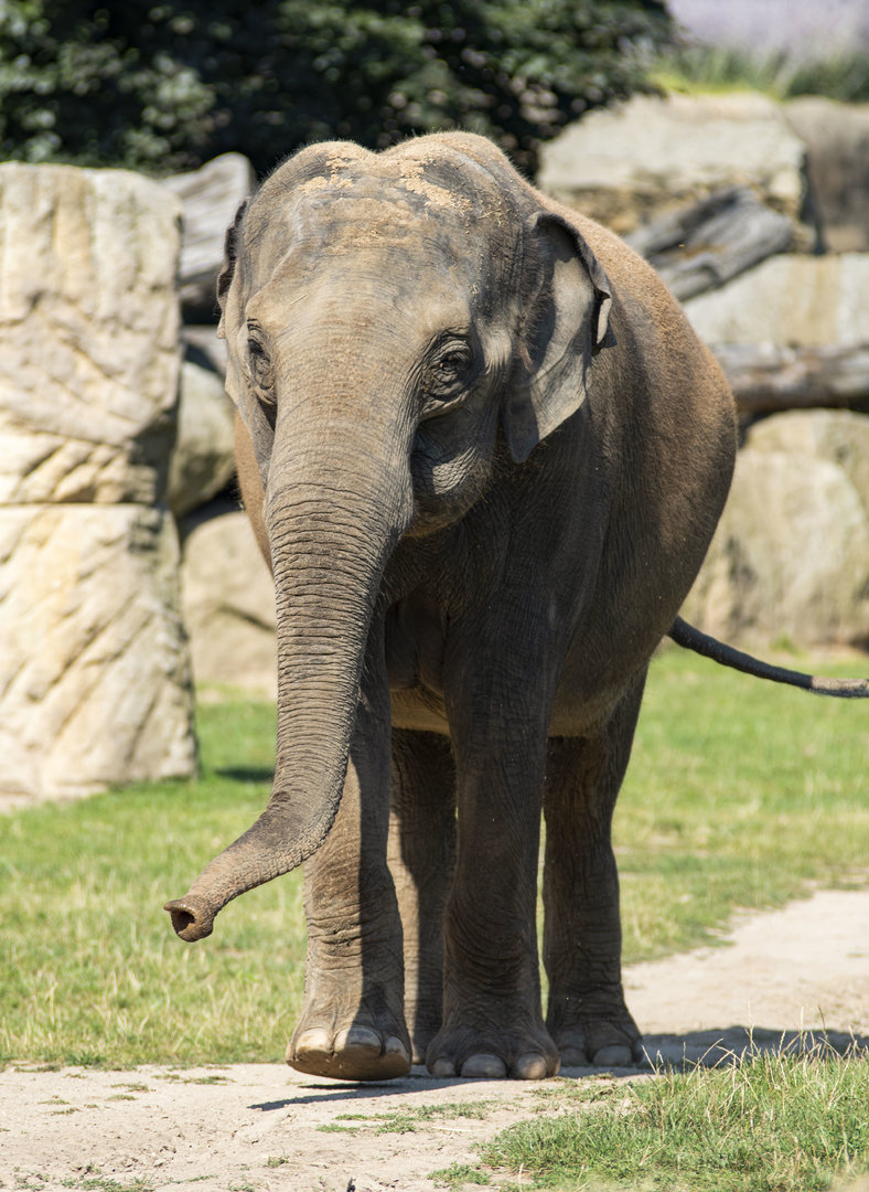 Asian elephant (Elephas maximus)