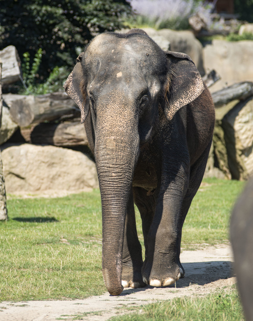 Asian elephant (Elephas maximus)