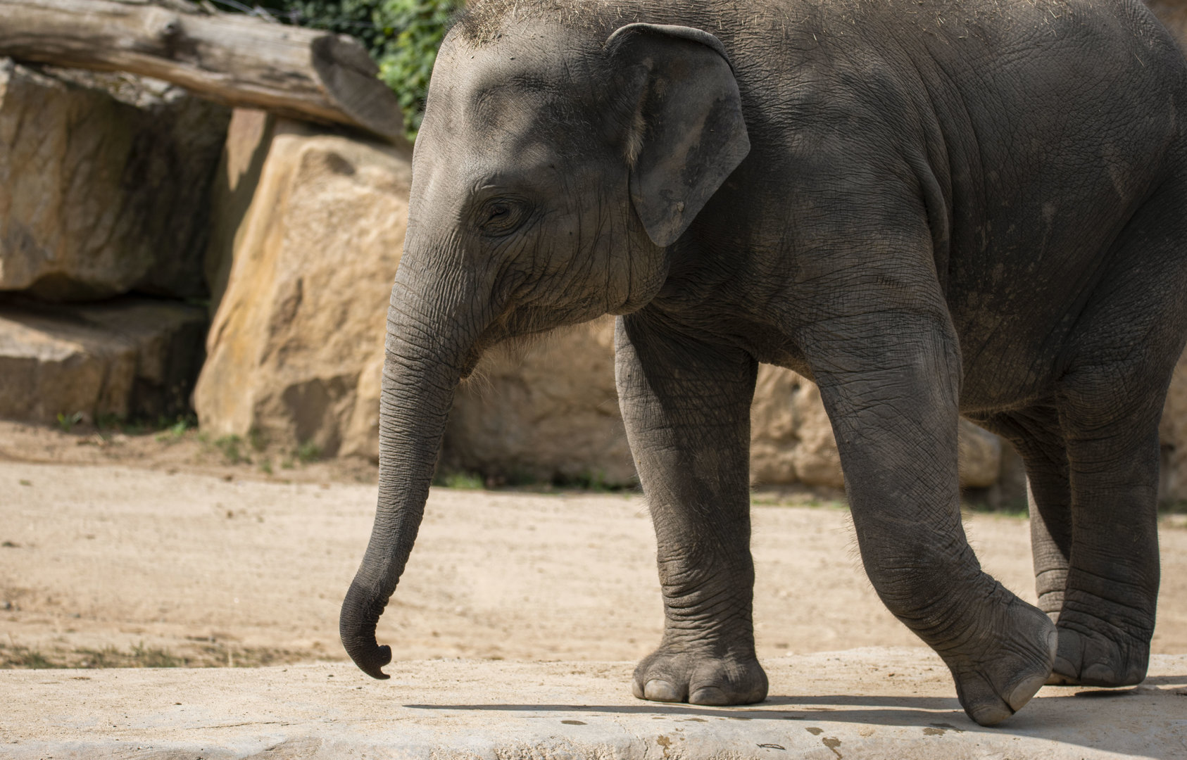 Asian elephant (Elephas maximus)