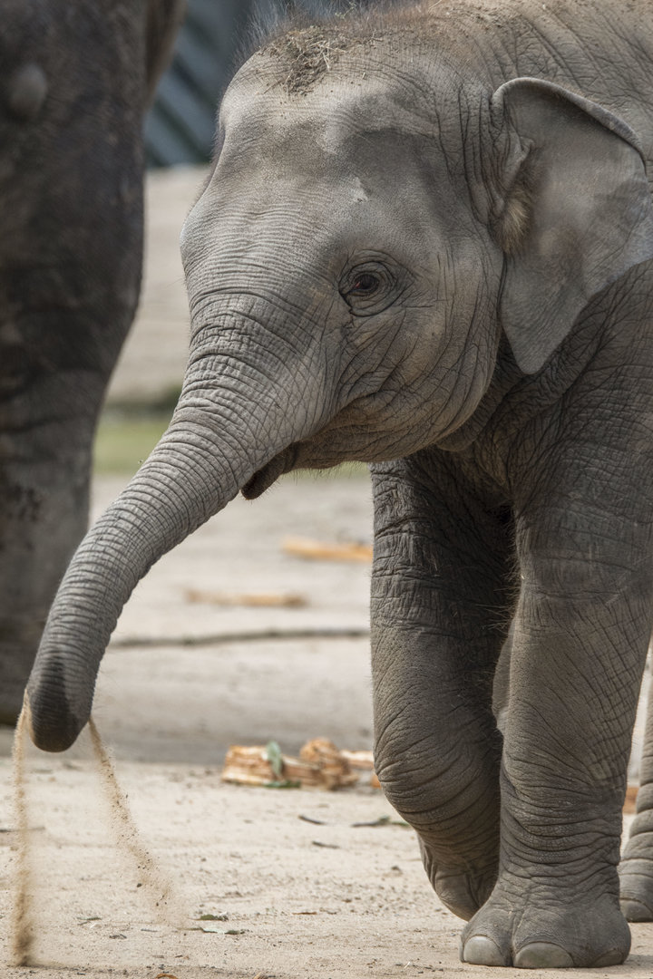 Asian elephant (Elephas maximus)