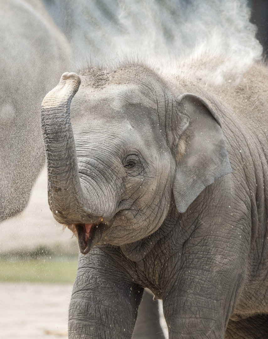 Asian elephant (Elephas maximus)