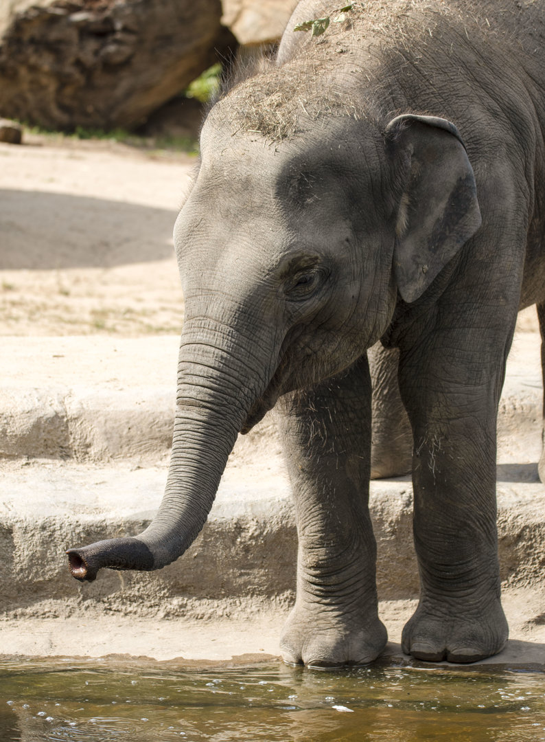 Asian elephant (Elephas maximus)