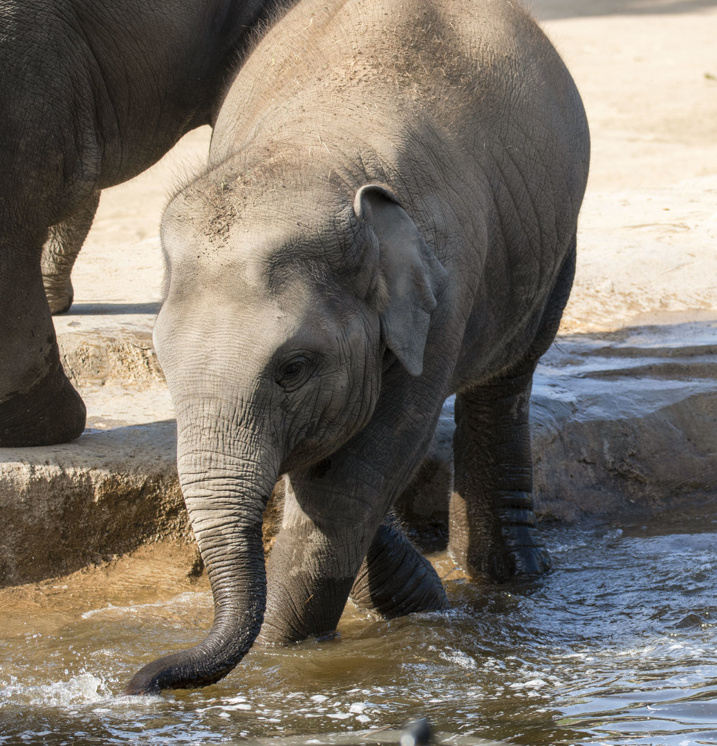 Asian elephant (Elephas maximus)