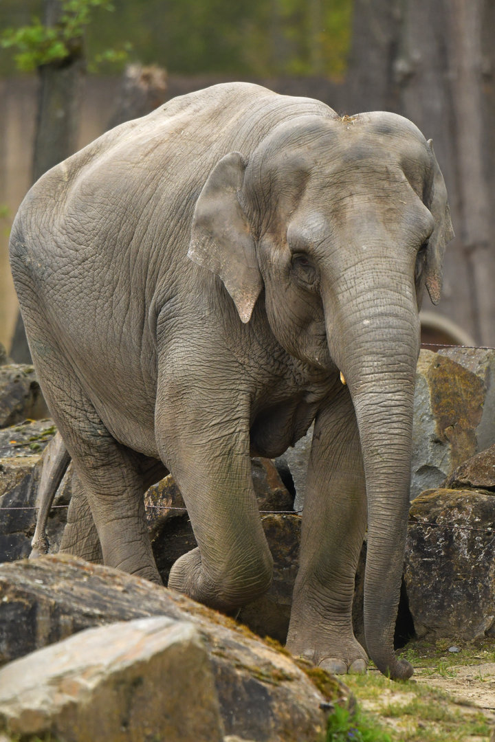 Asian elephant (Elephas maximus)