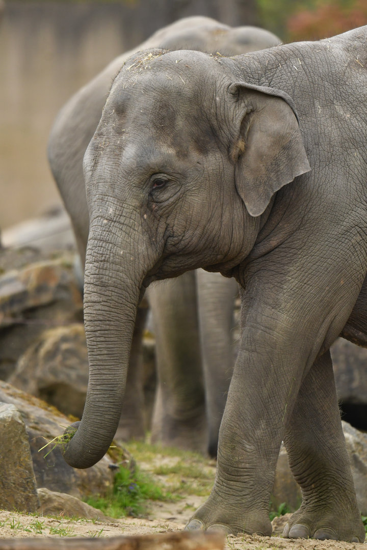 Asian elephant (Elephas maximus)