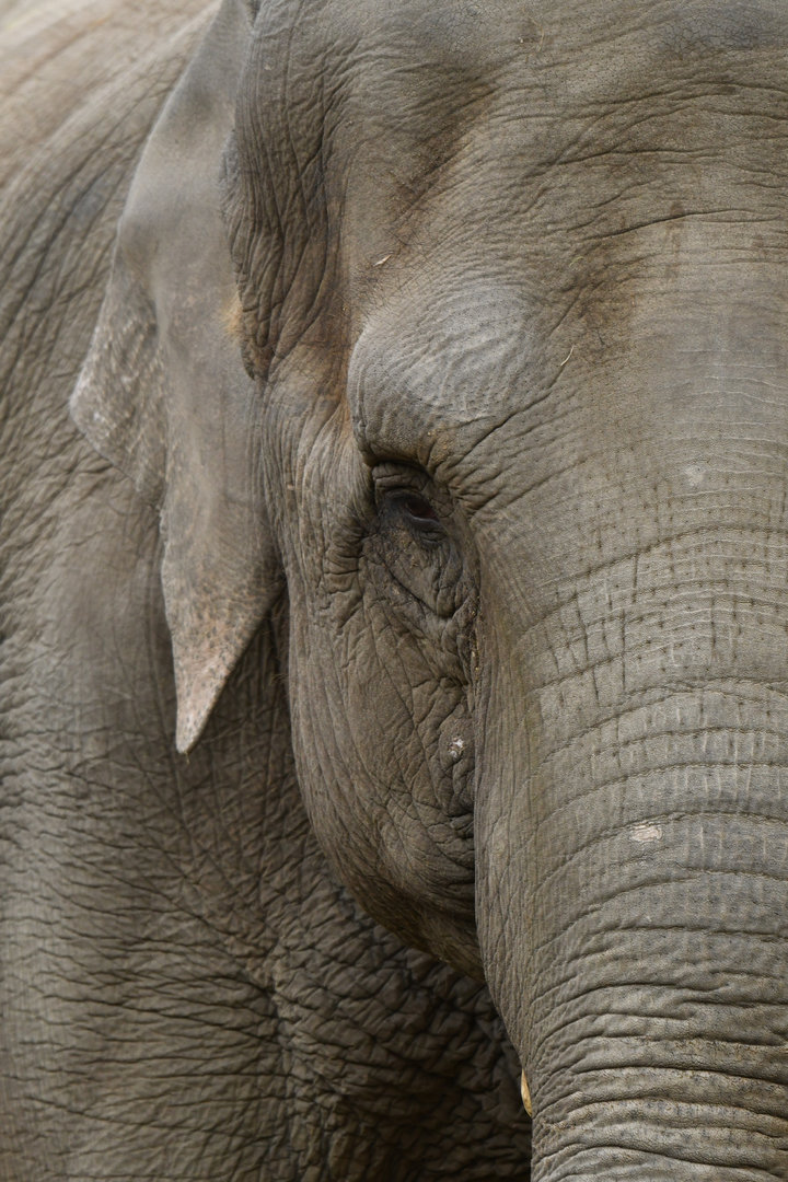Asian elephant (Elephas maximus)