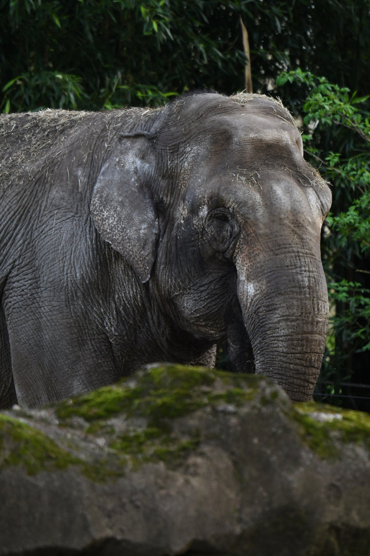 Asian elephant Elephas maximus